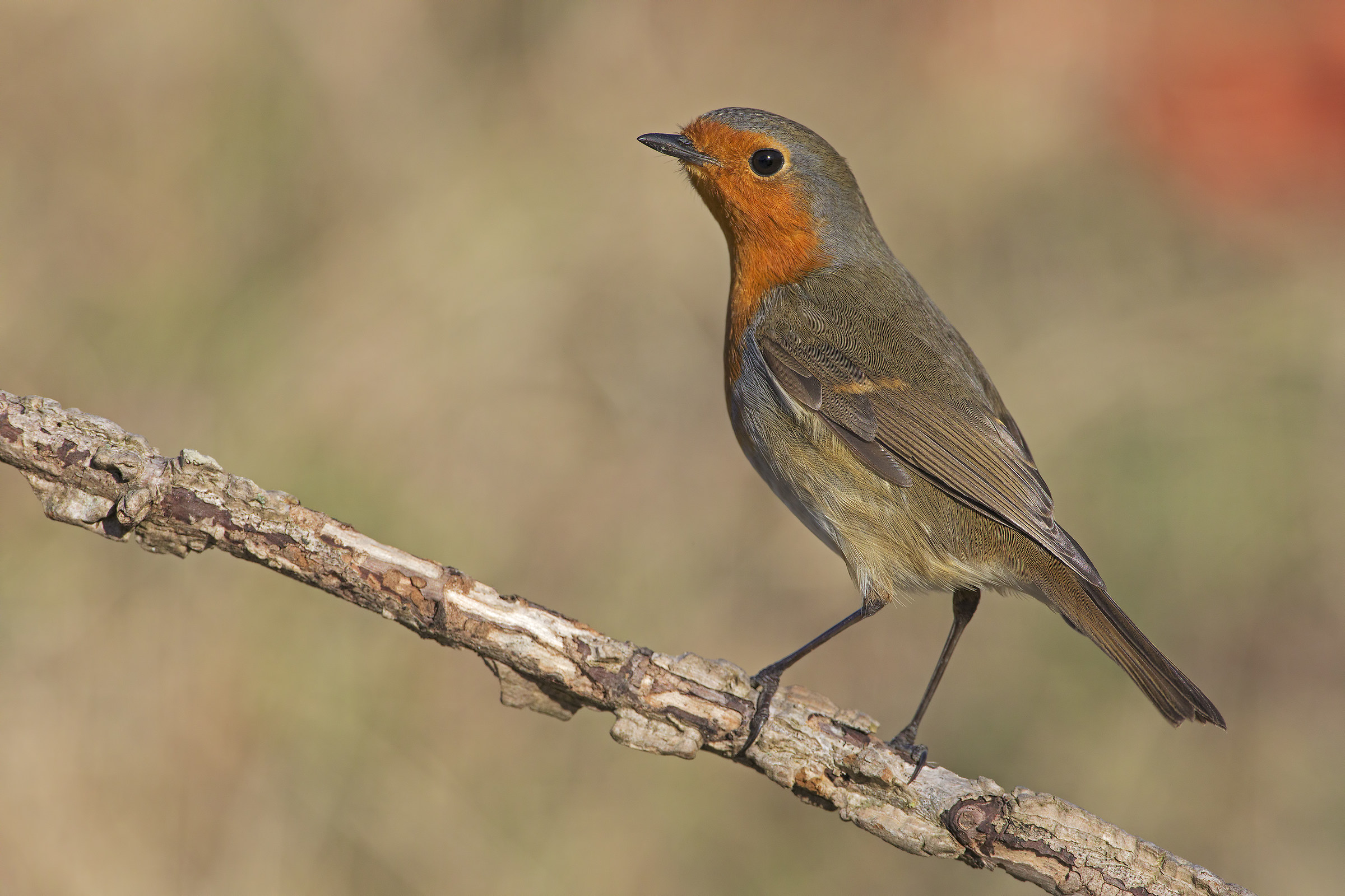 Robin