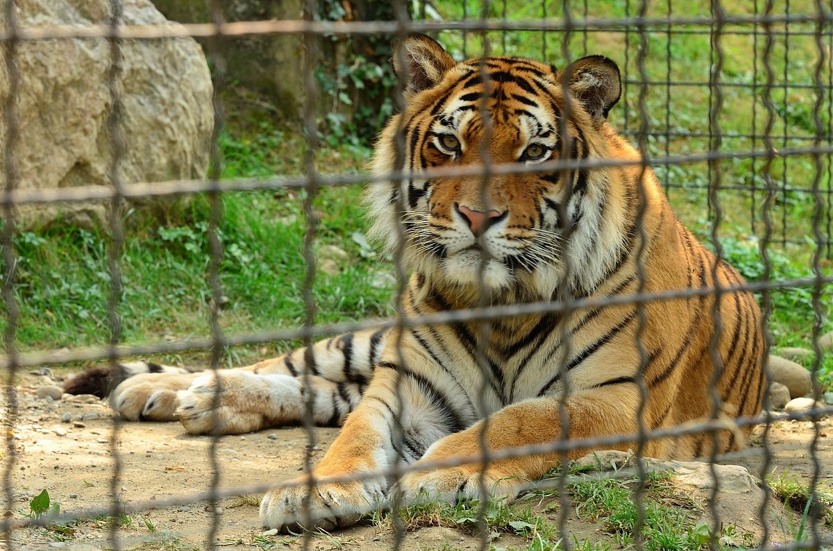 Tigre