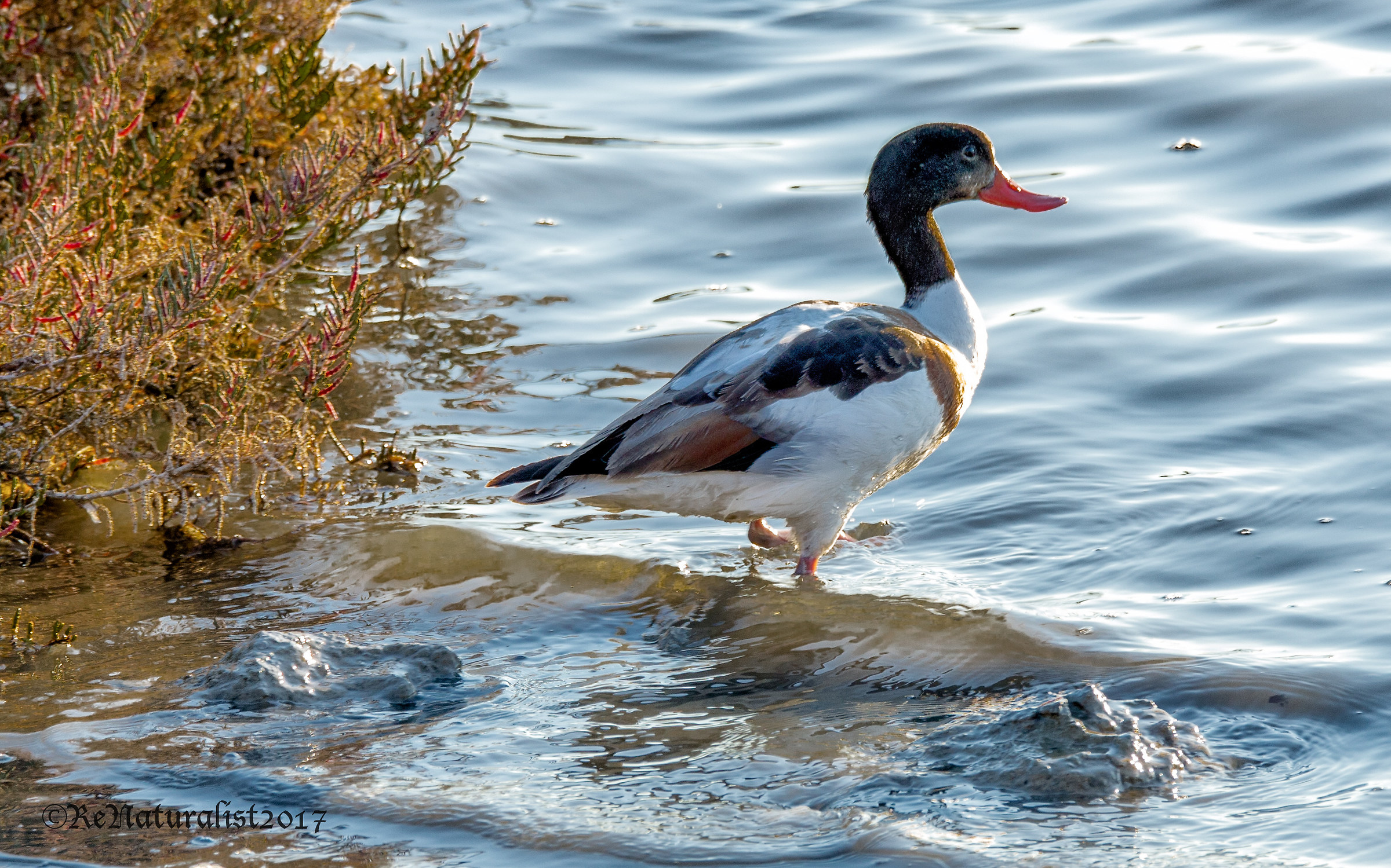 Volpoca to scrutinize