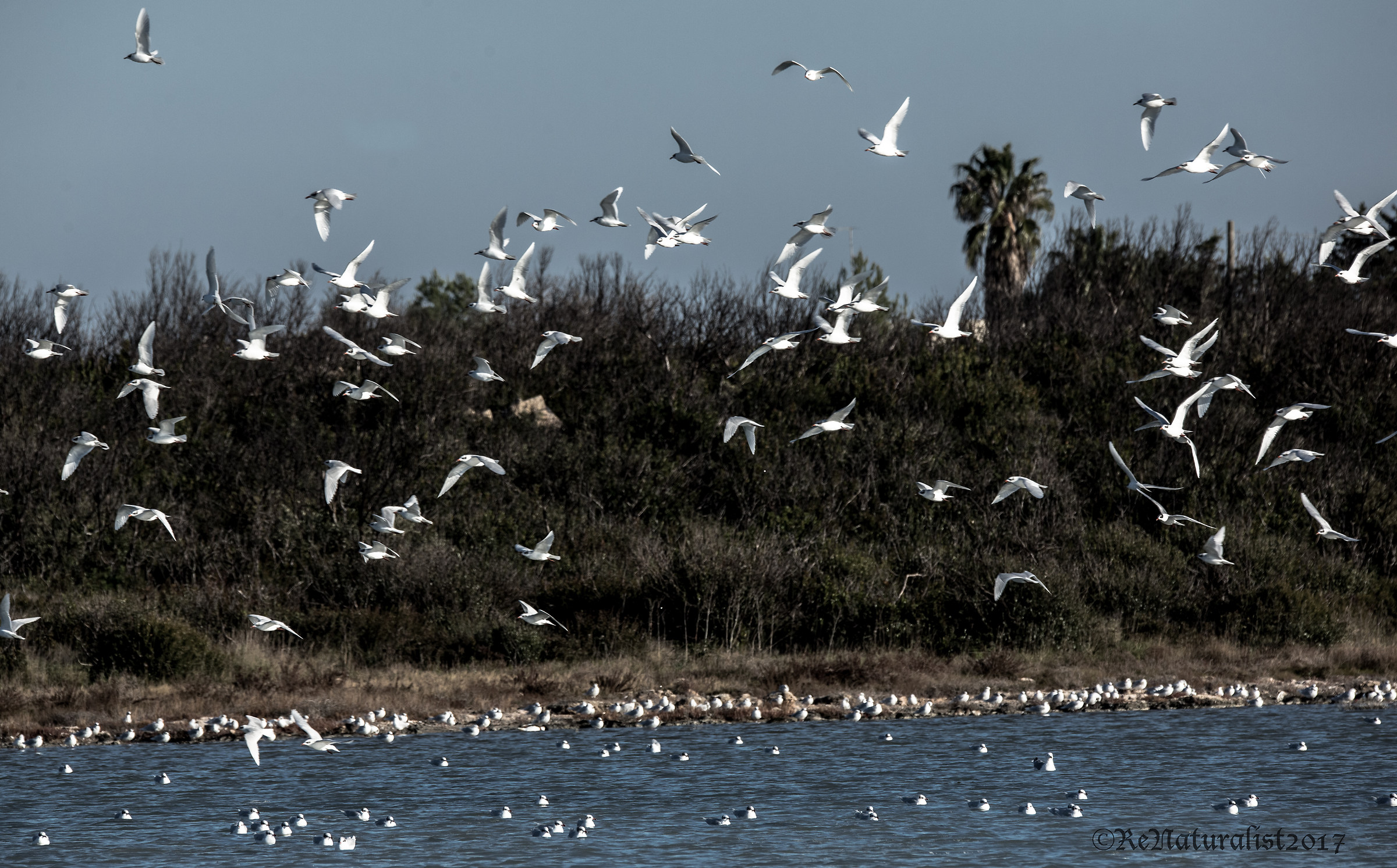 Corallini seagulls in flight