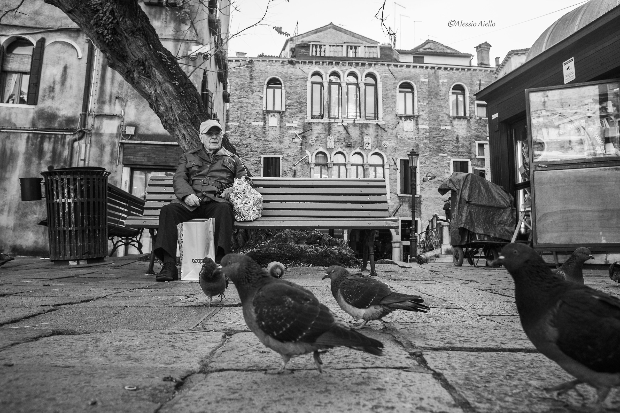 The Revolt of Pigeons