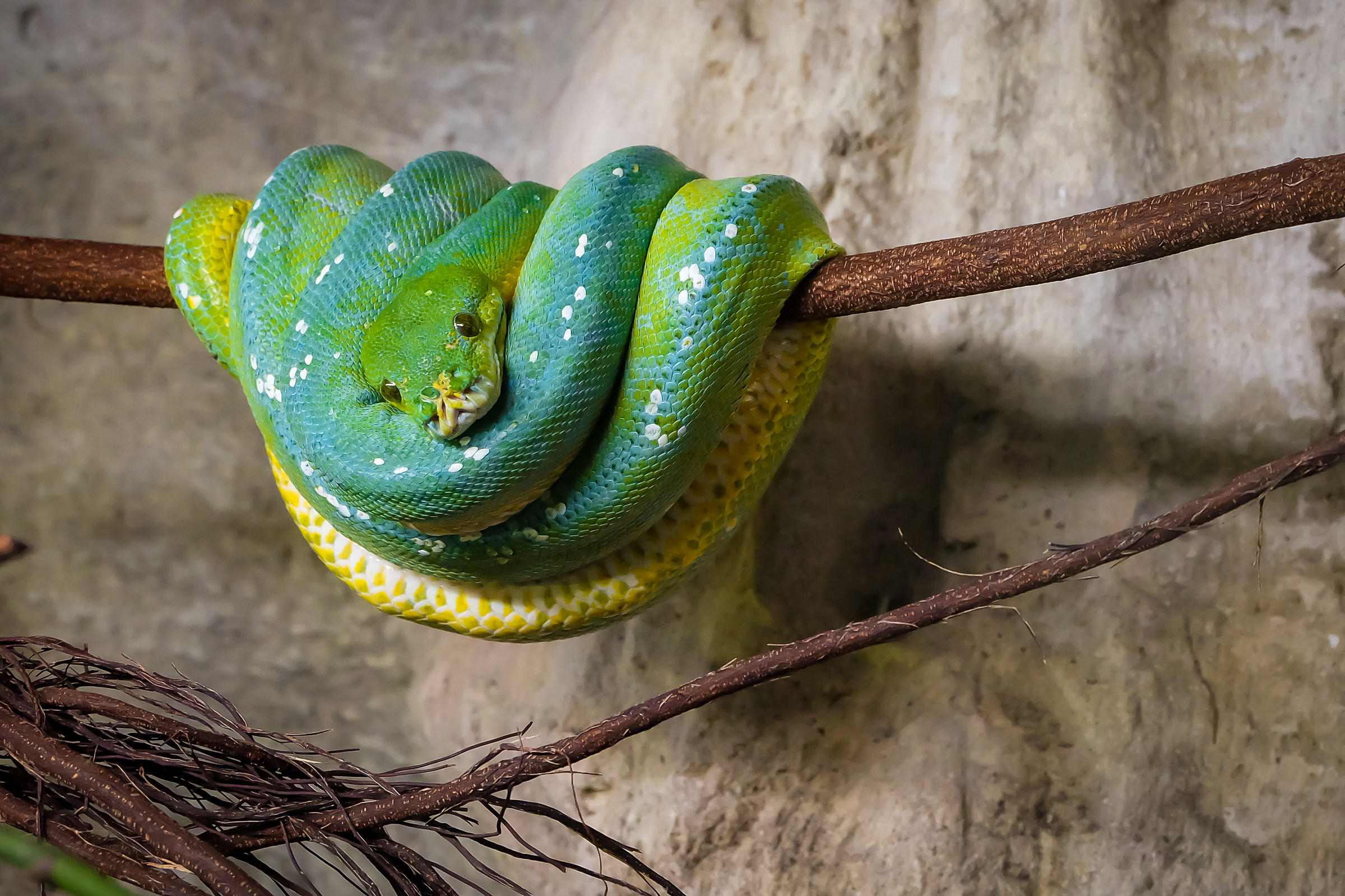 green Tree python