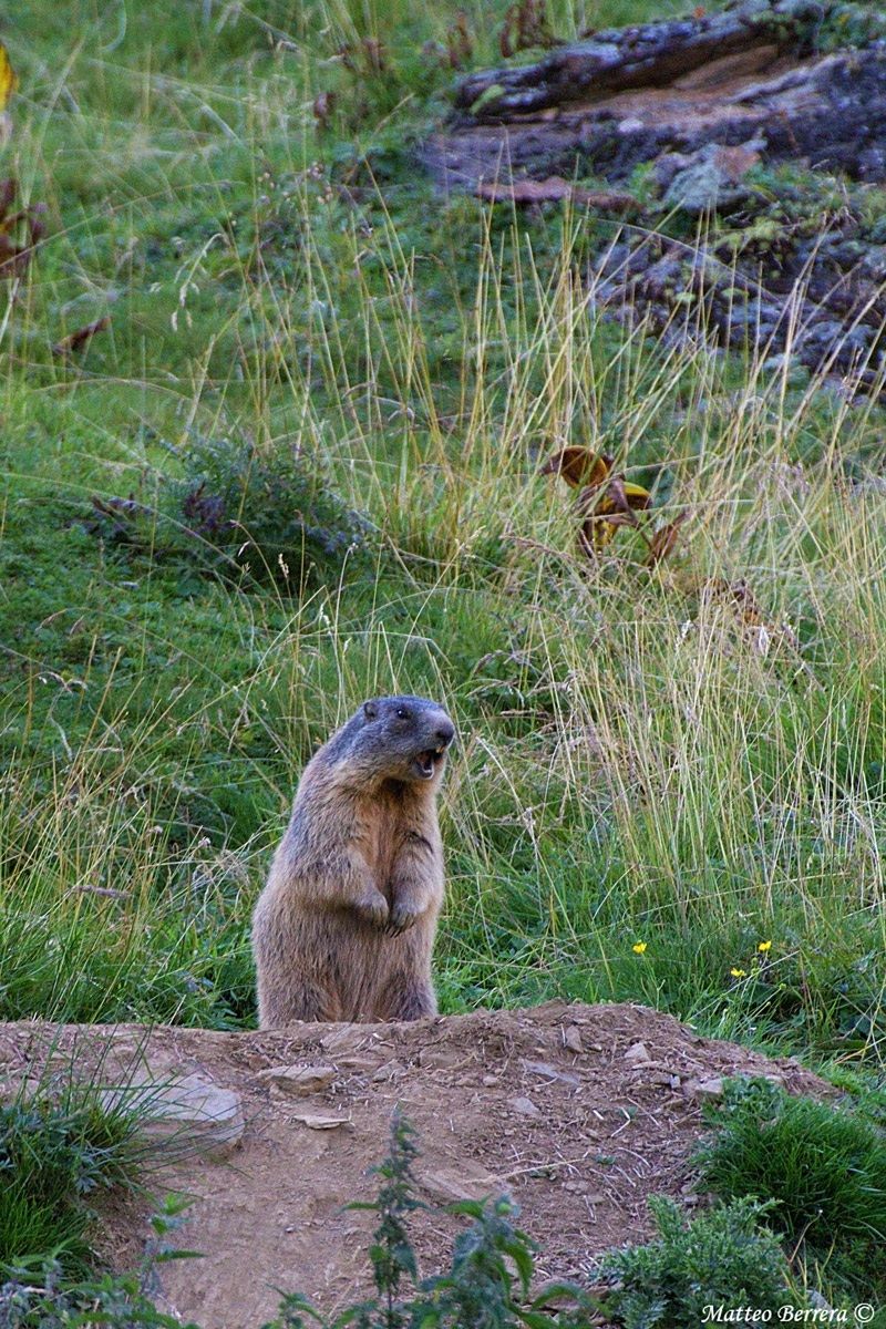 The whistle of the marmot