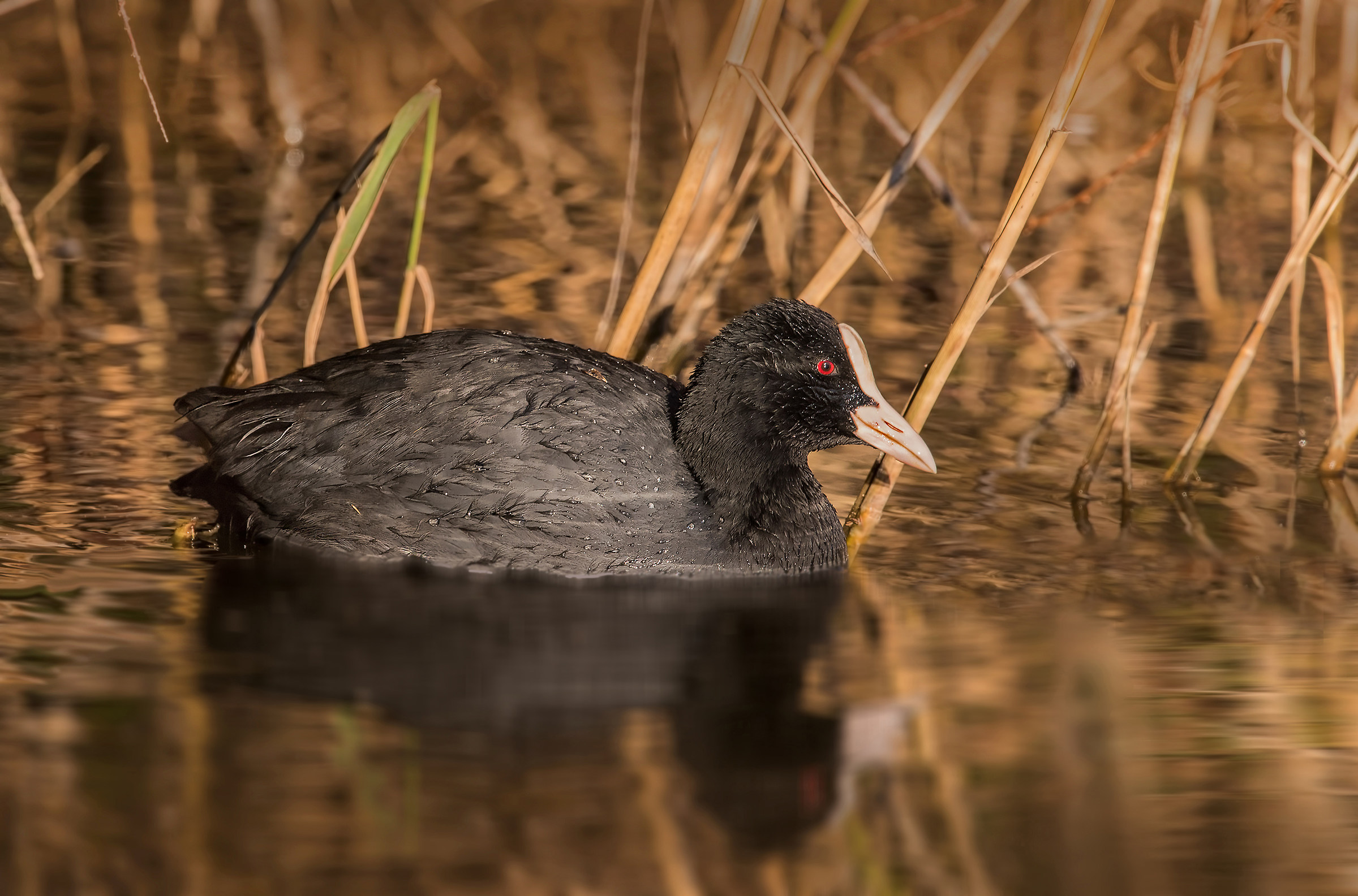 coot at sunset
