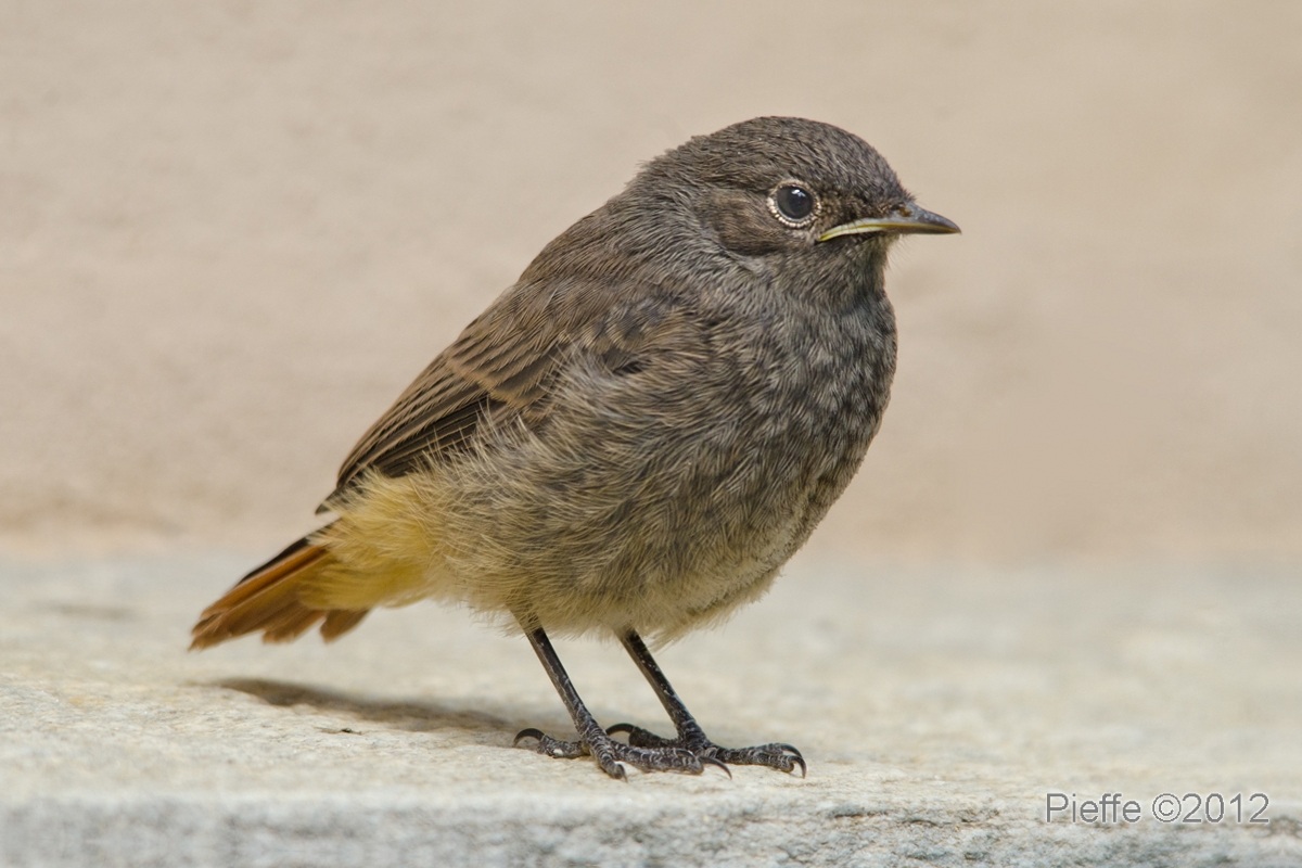 Redstart sweep Juv ...