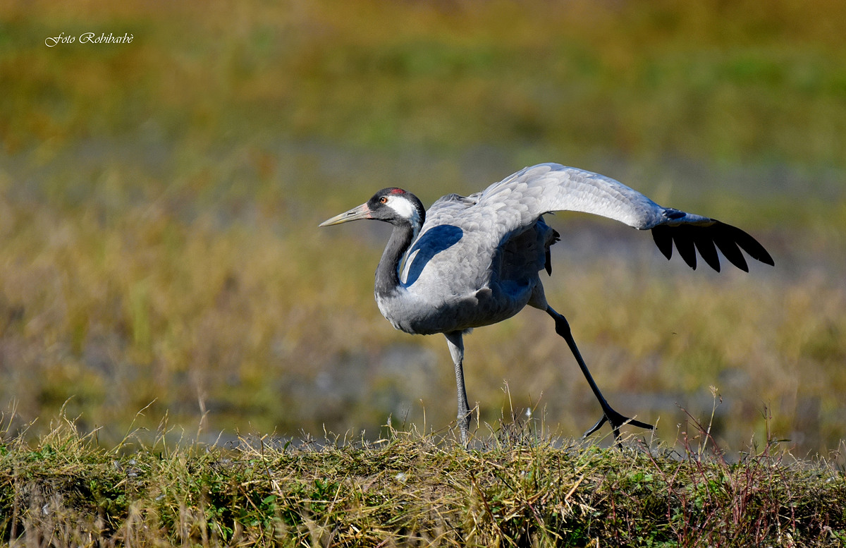 La Gru si stiracchia...