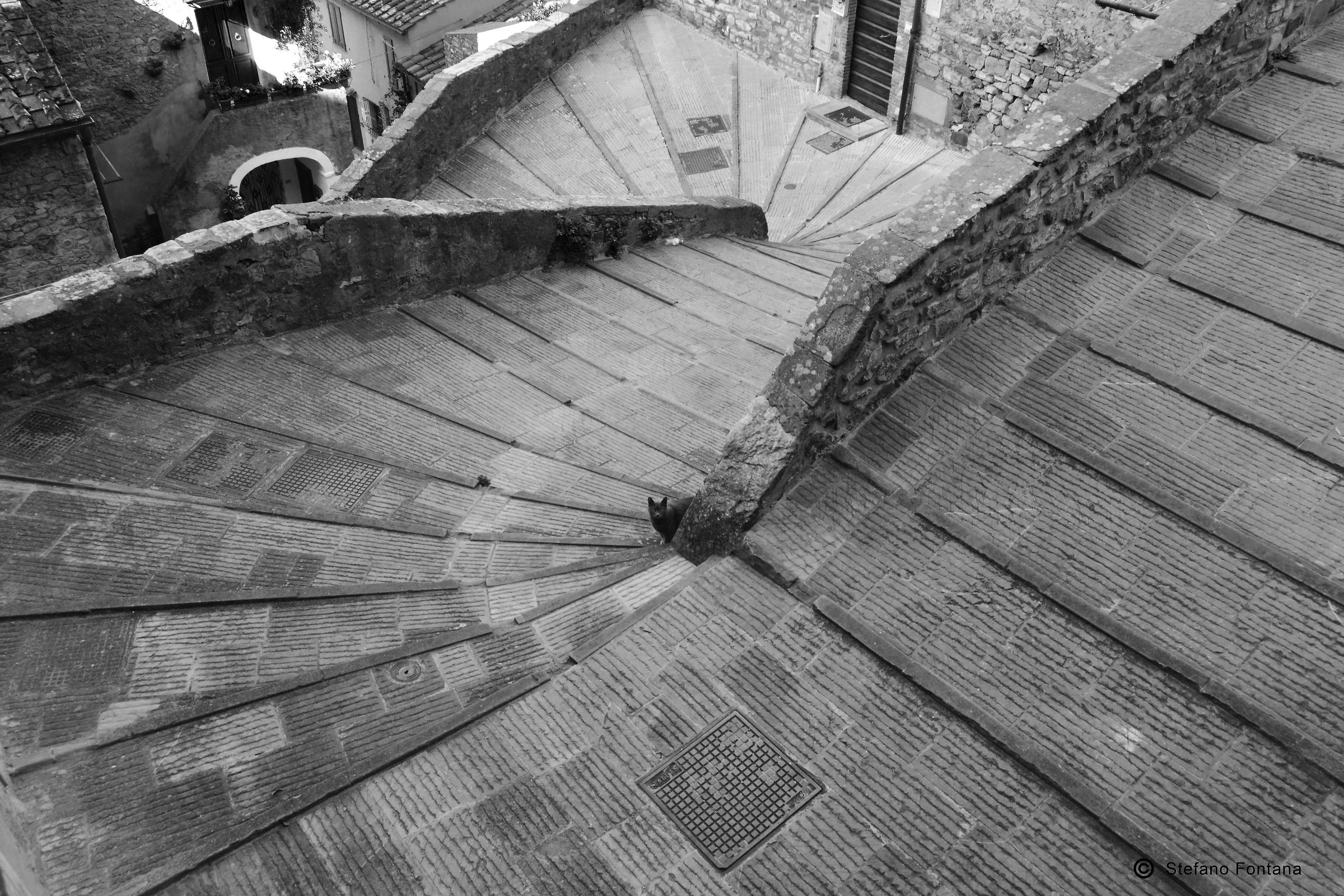 il gatto di campiglia