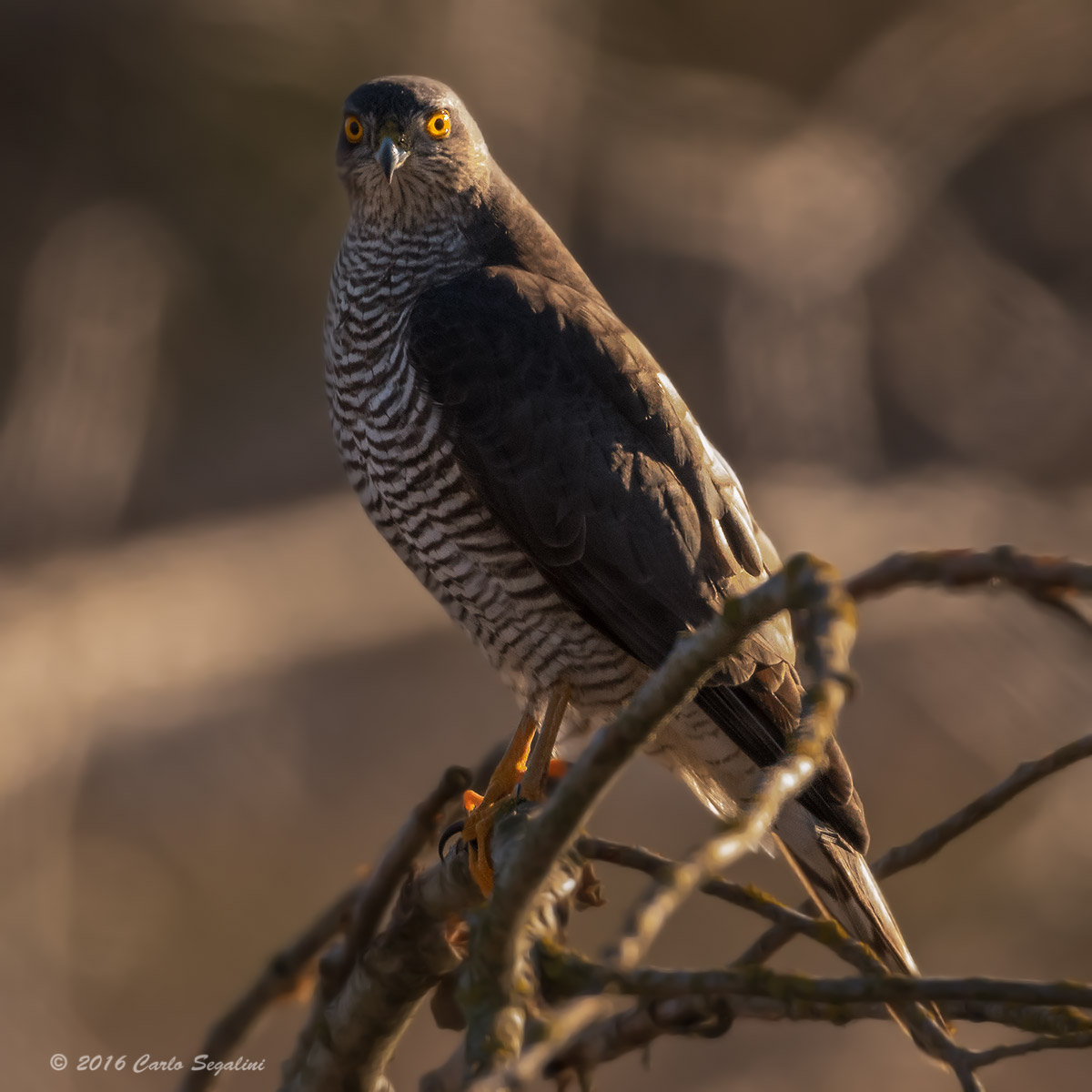 Sparrowhawk female