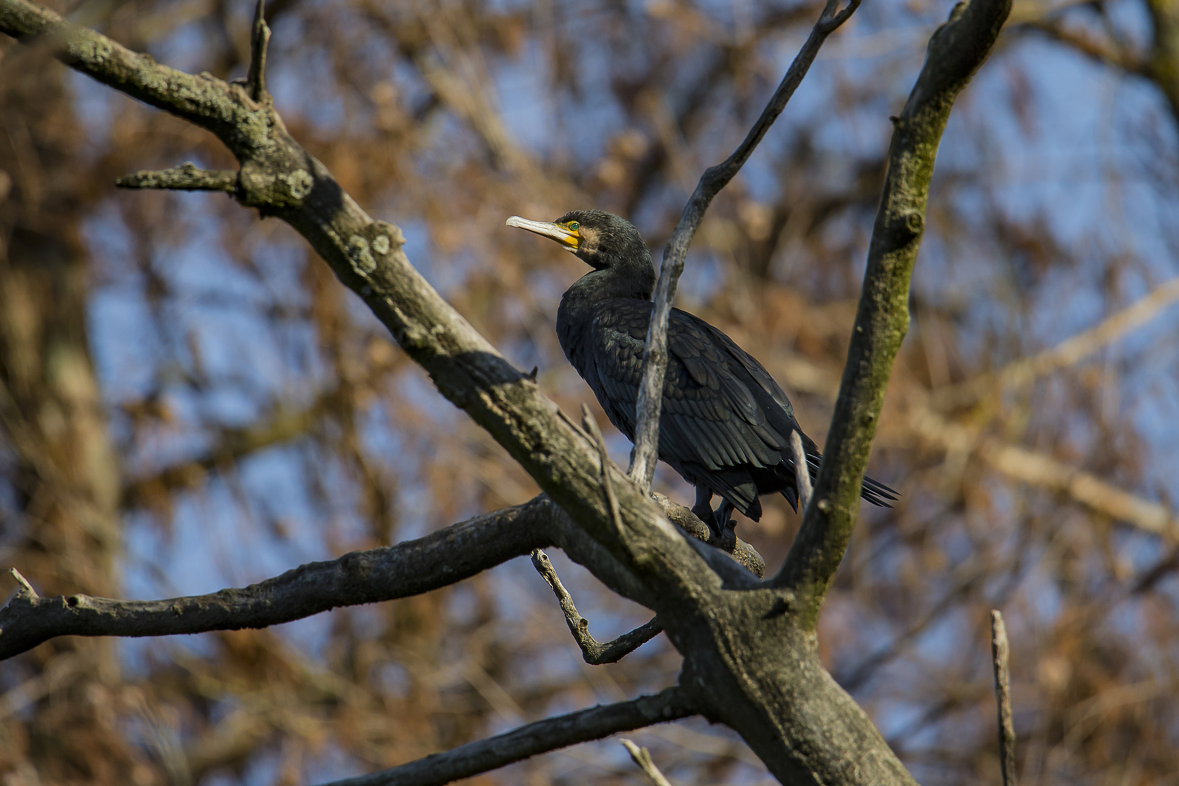 Cormorant on the tree