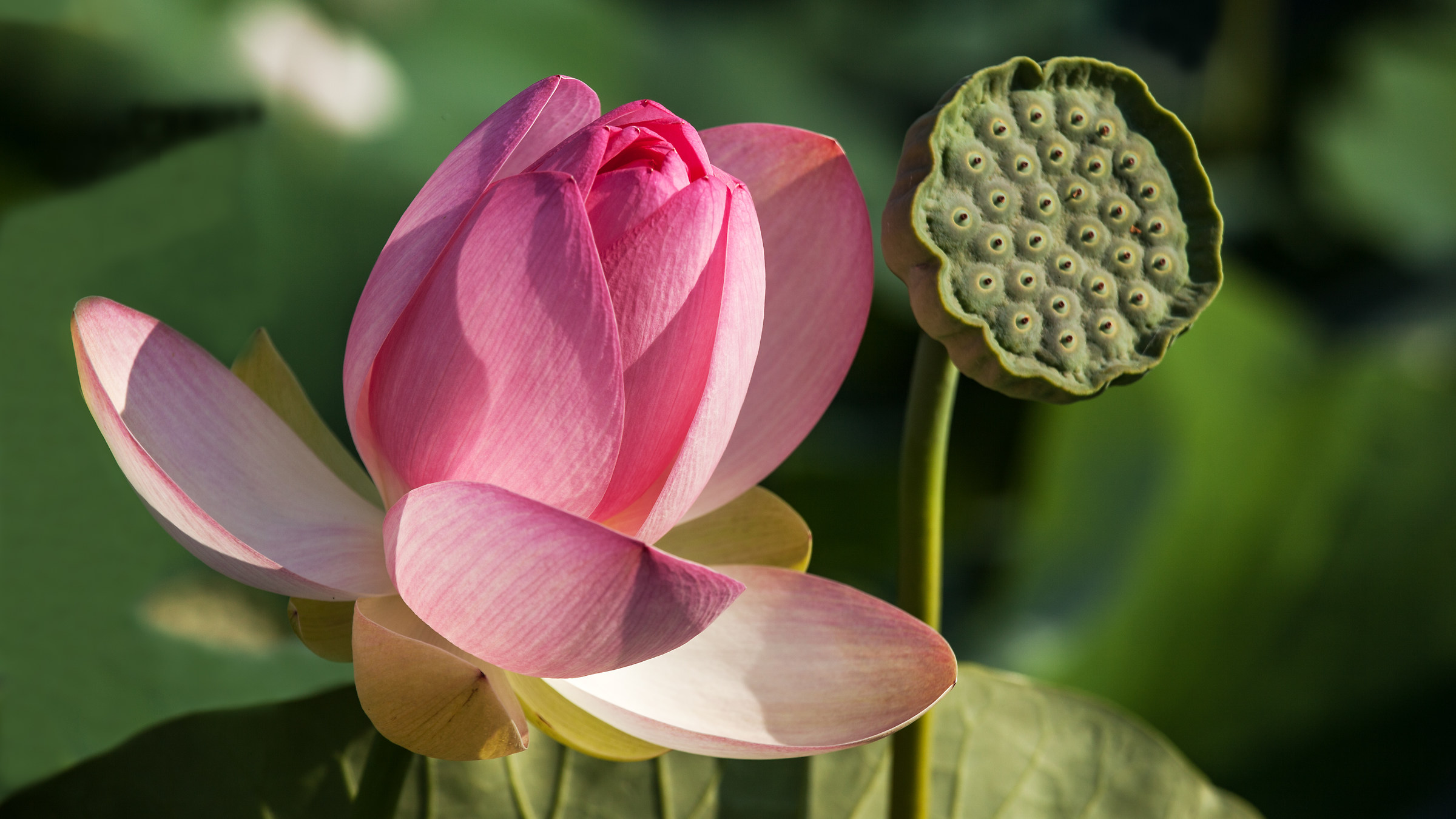 fior di loto (la telefonista)