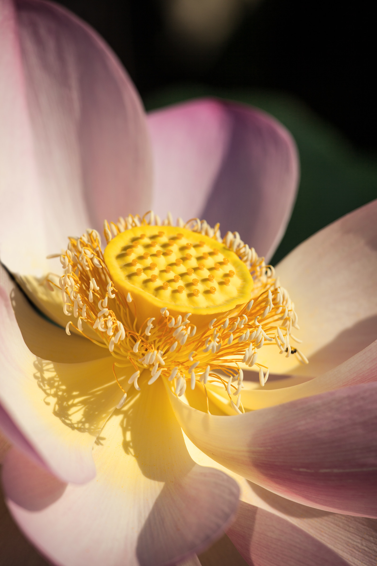 fior di loto (Grazie di Curtatone  MN)