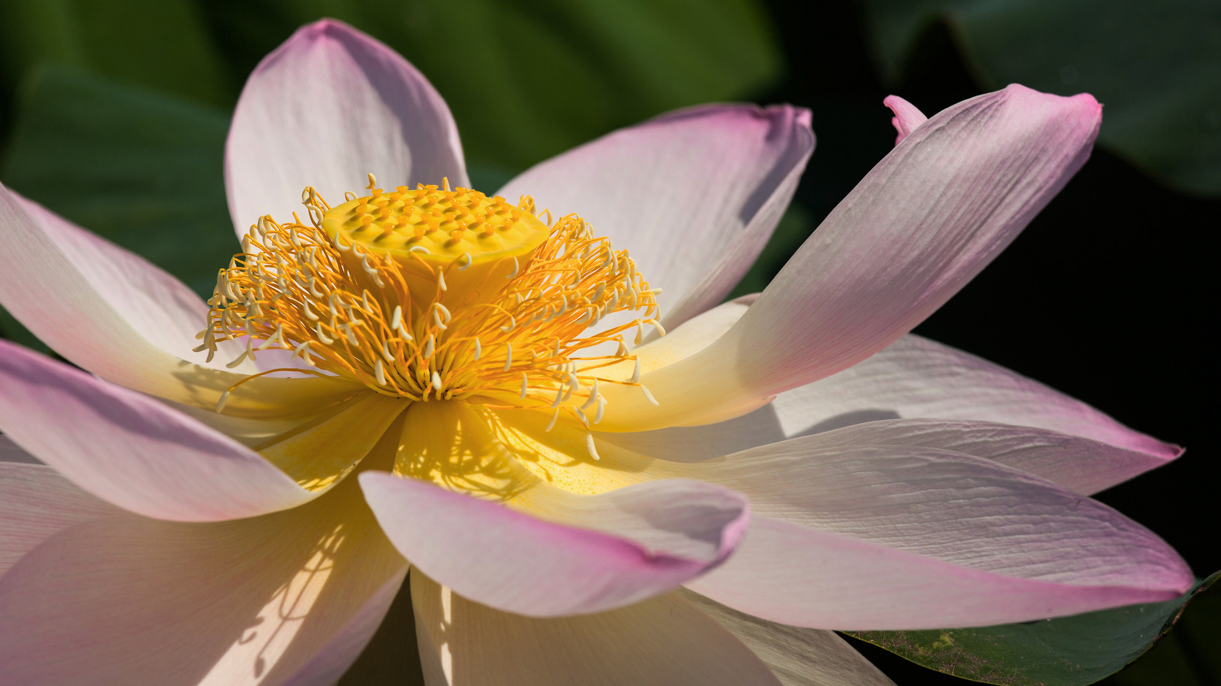 fior di loto(Grazie di Curtatone MN)  Dessert