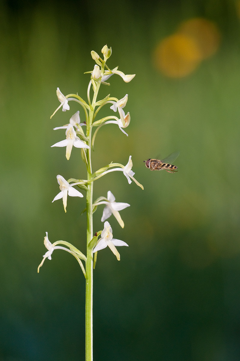 Cephalantera chlorantha