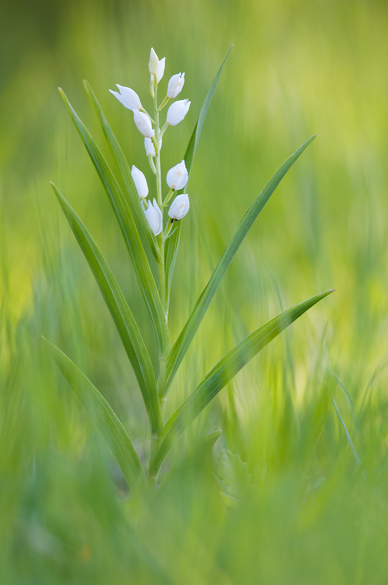 Cephalantera longifolia