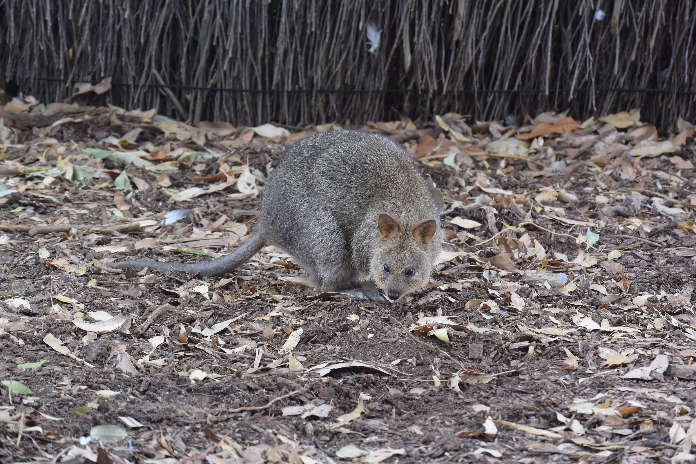 Quokka