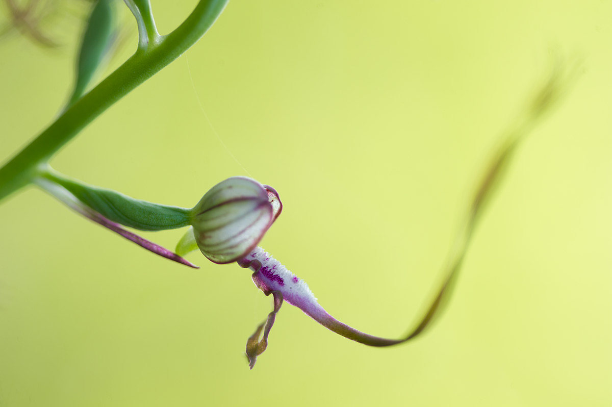 Himantoglossum adriaticum