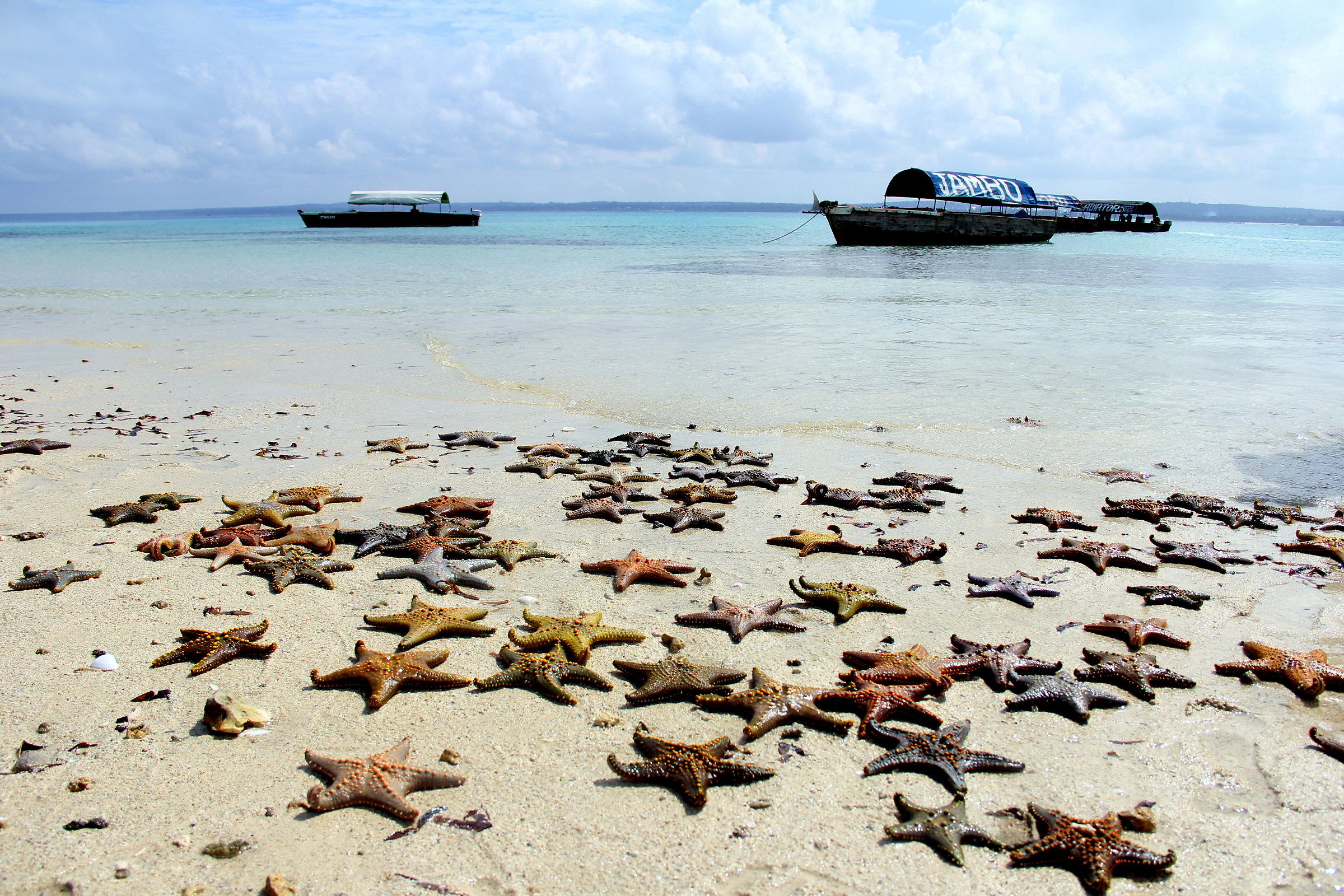 La spiaggia stellare