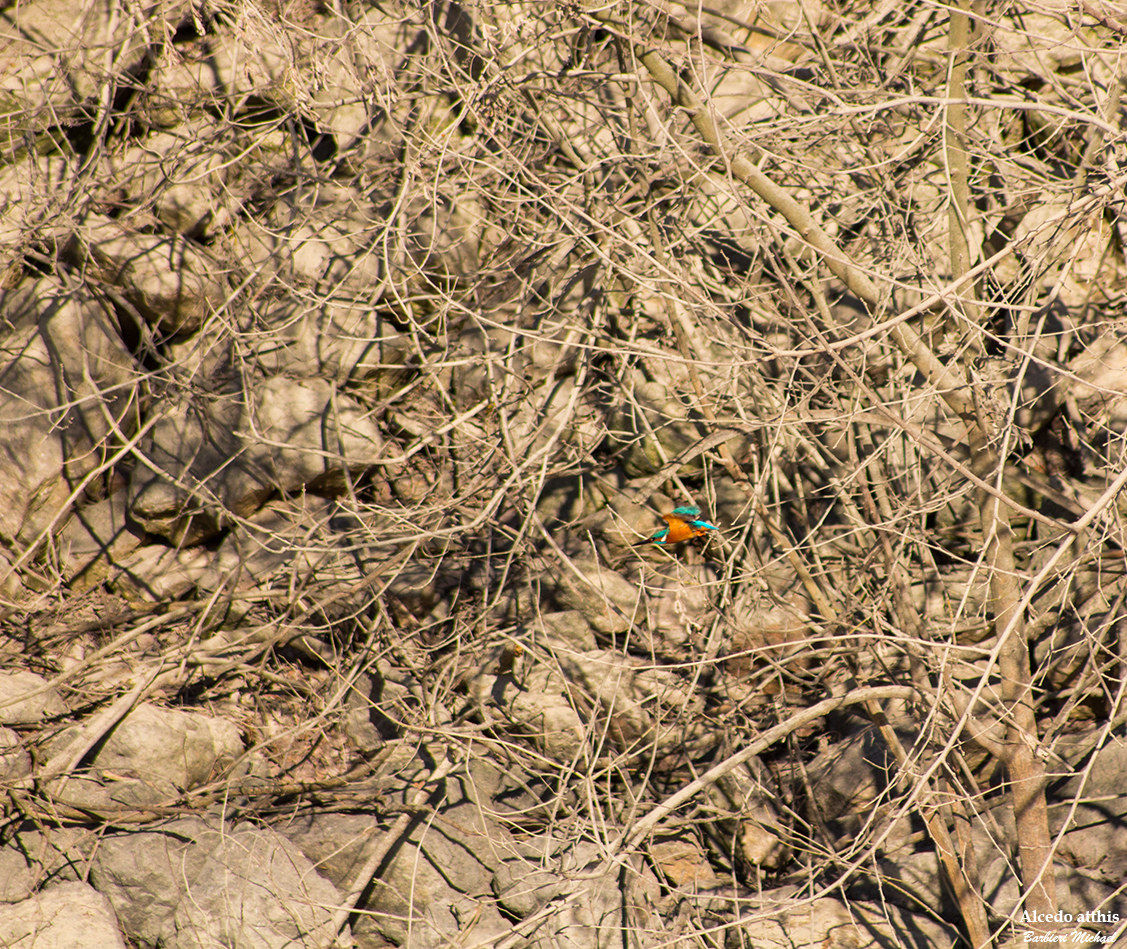 Kingfisher in flight