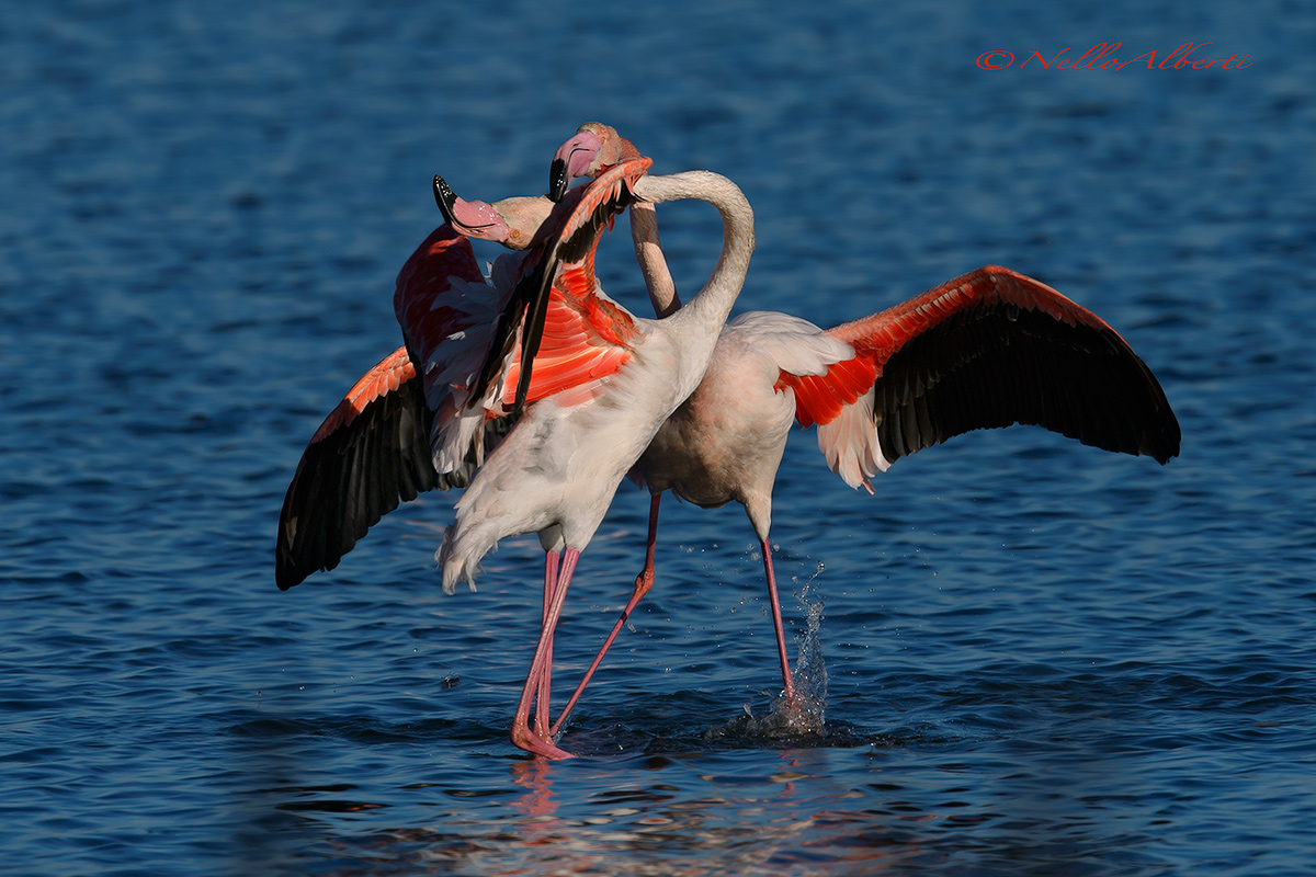 a fight rather violent