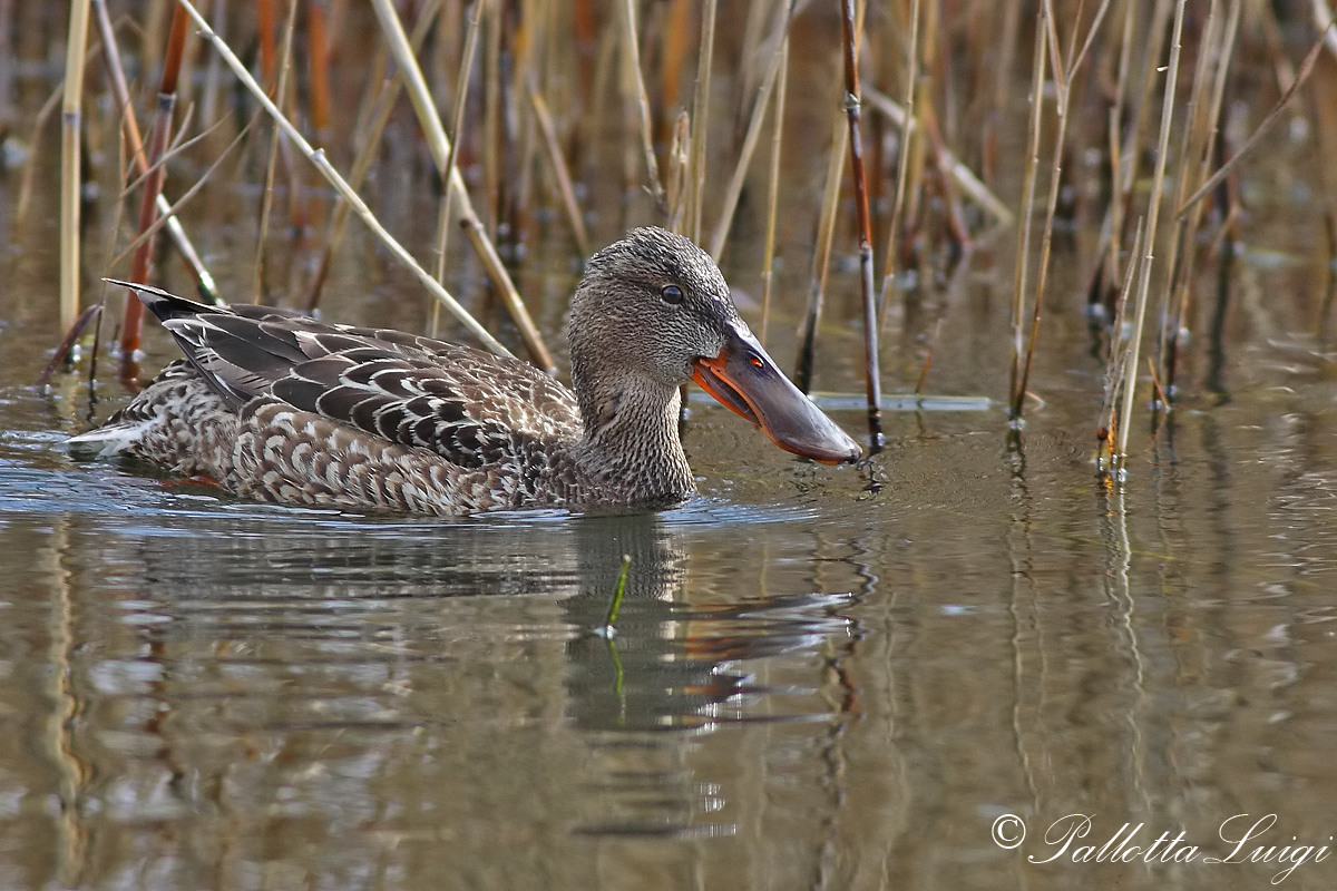 Mestolone (Anas clypeata)