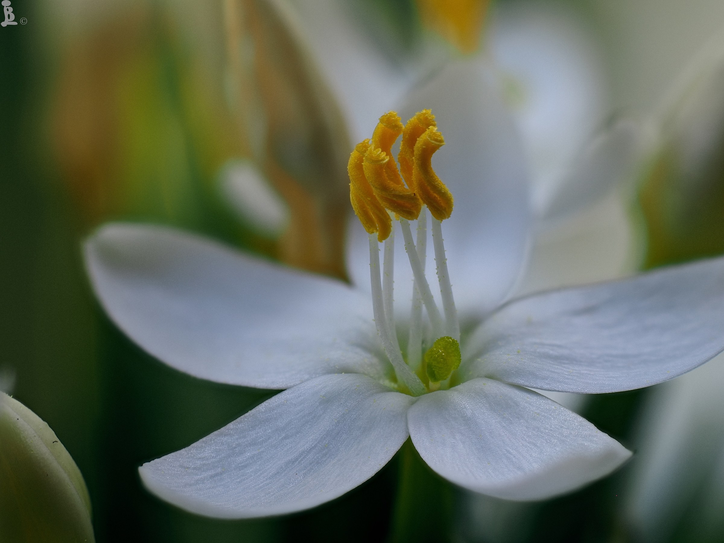 Centaurium erythreae v. white