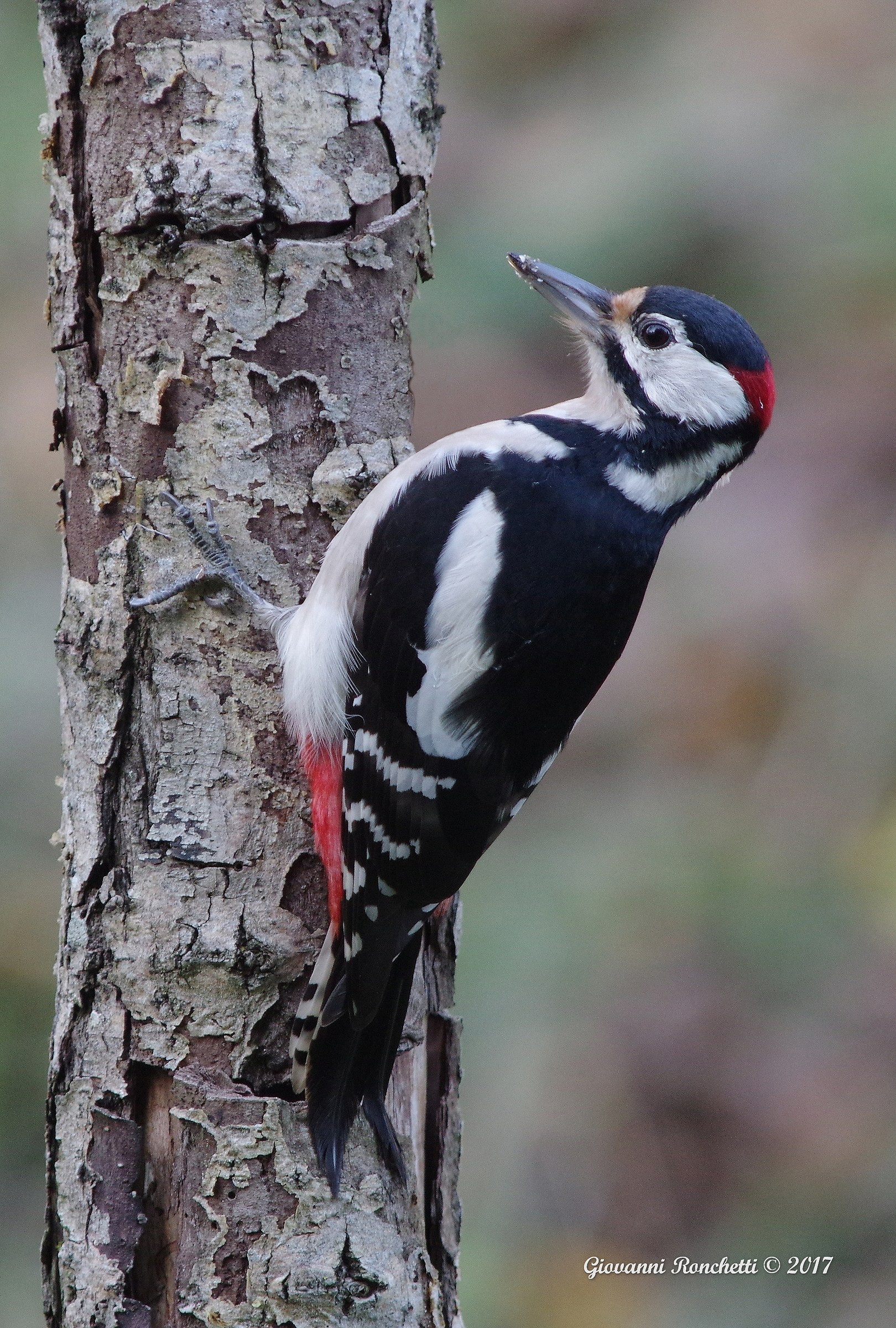 Great Spotted Woodpecker (m)