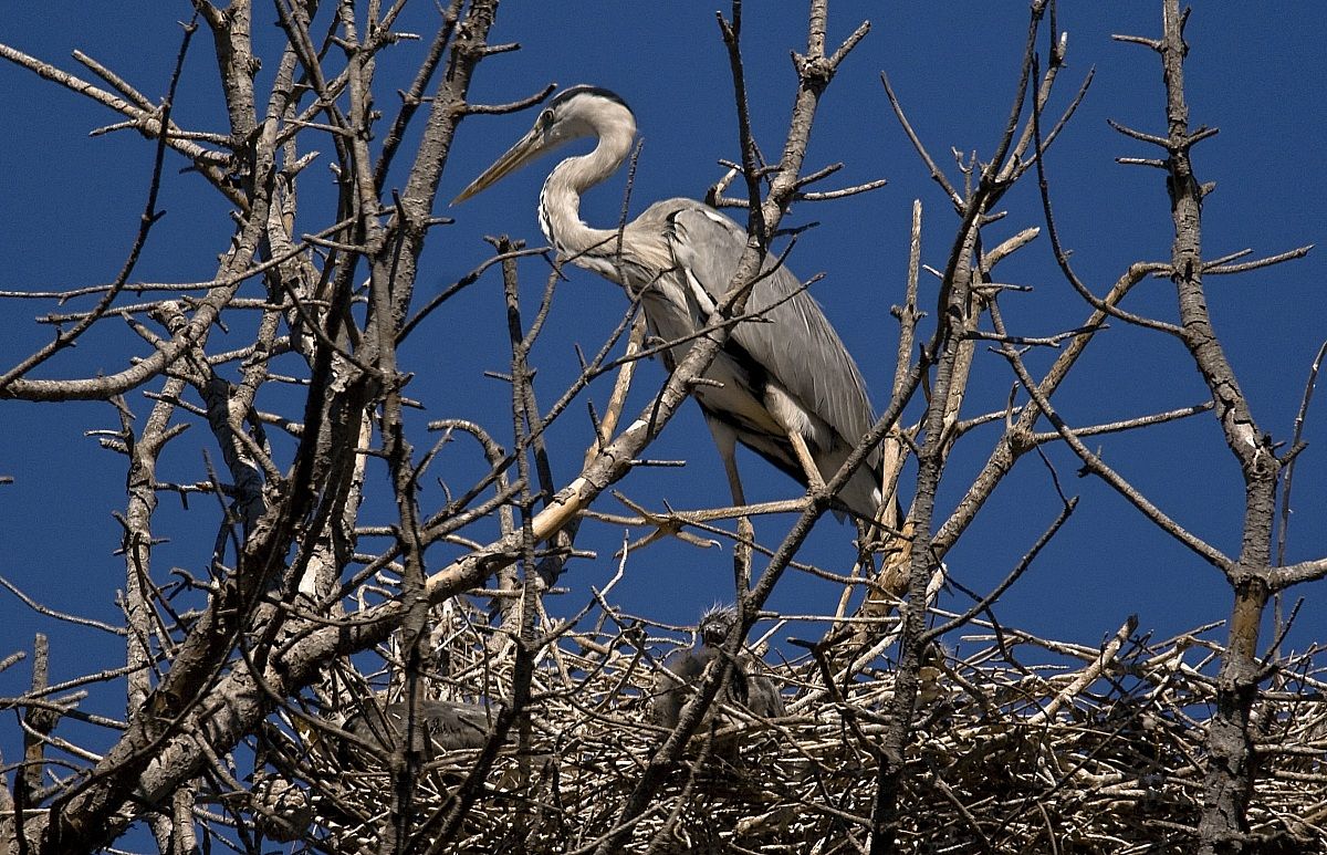 The nest of the Heron Heron