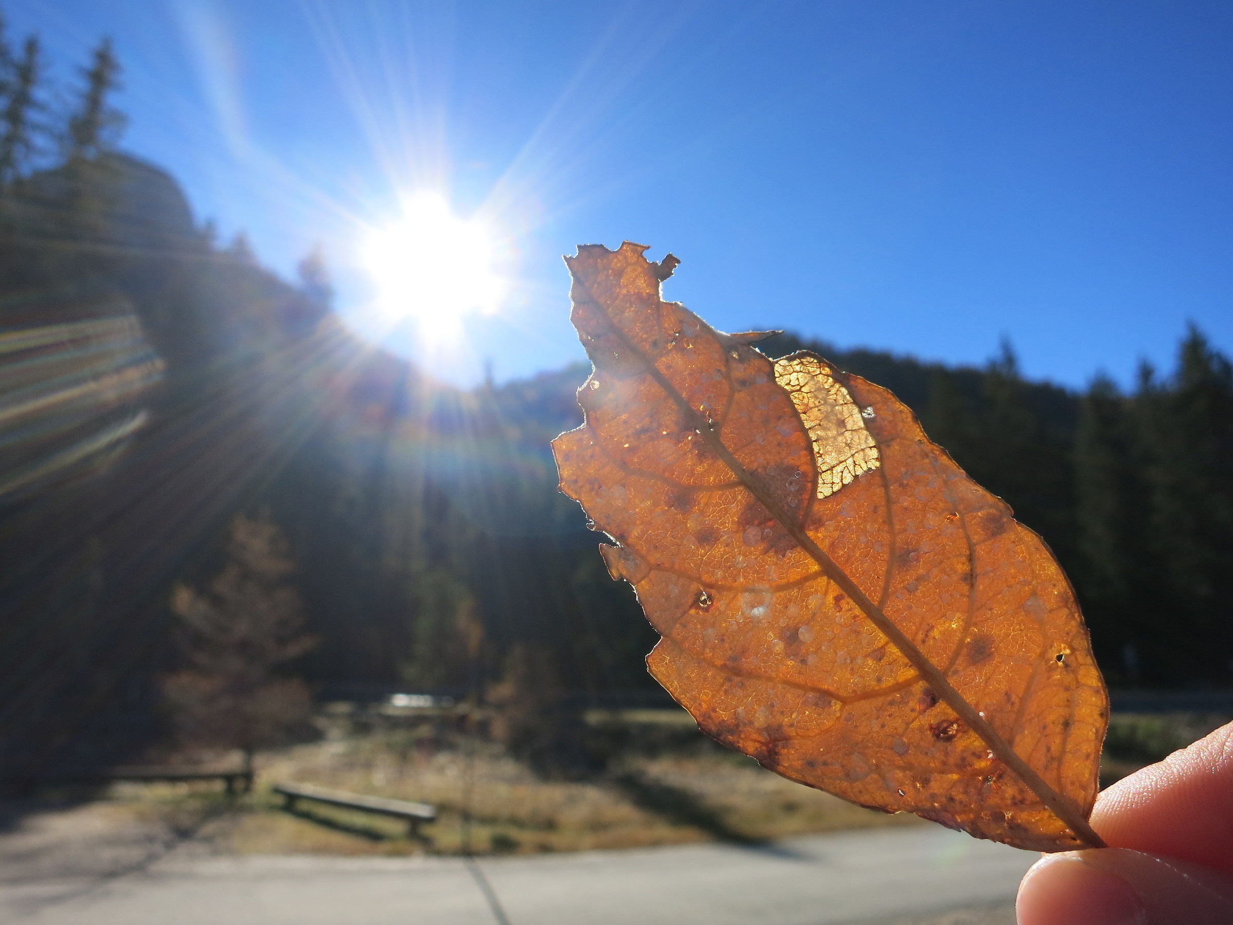 Passo Staulanza vicino alla Baita Flora Alpina