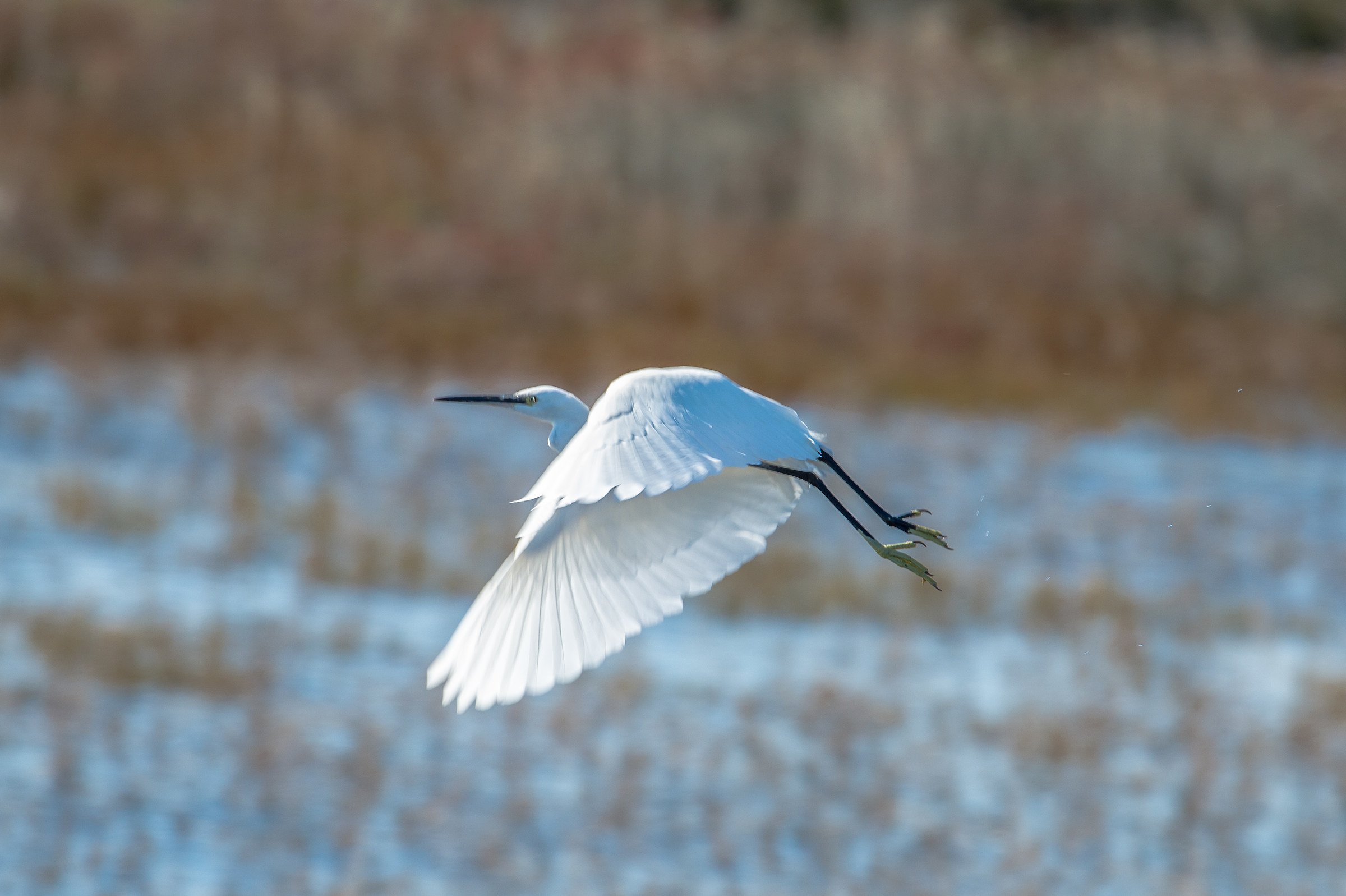 garzetta al volo, lio piccolo