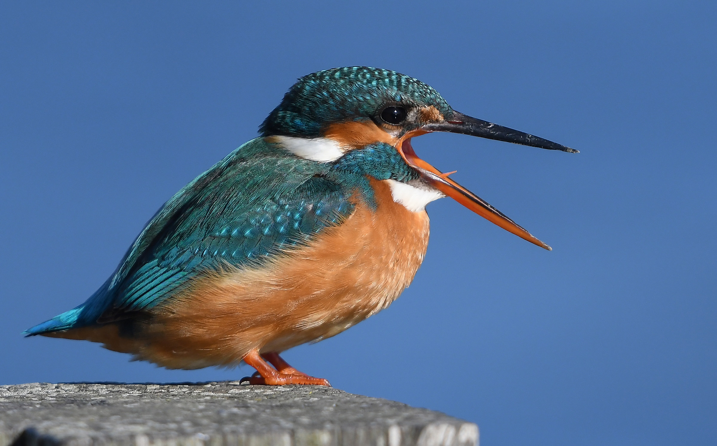 Kingfisher