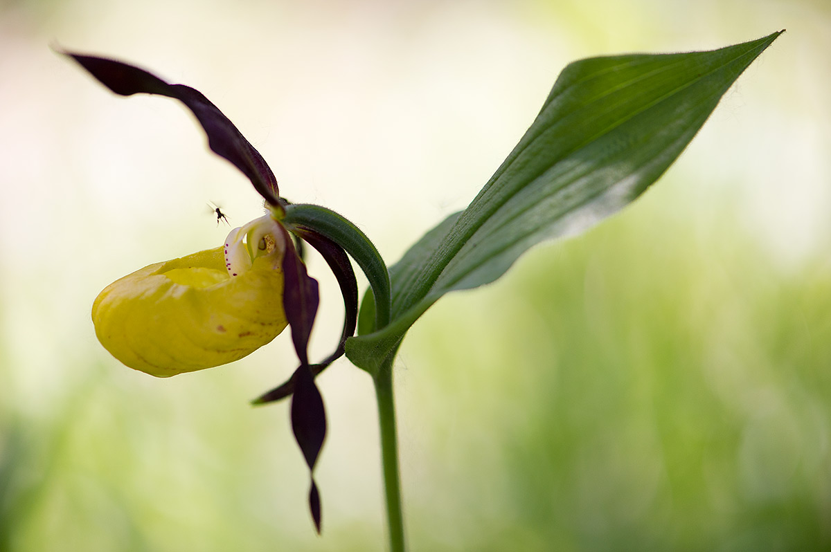 Cypripedium calceolus