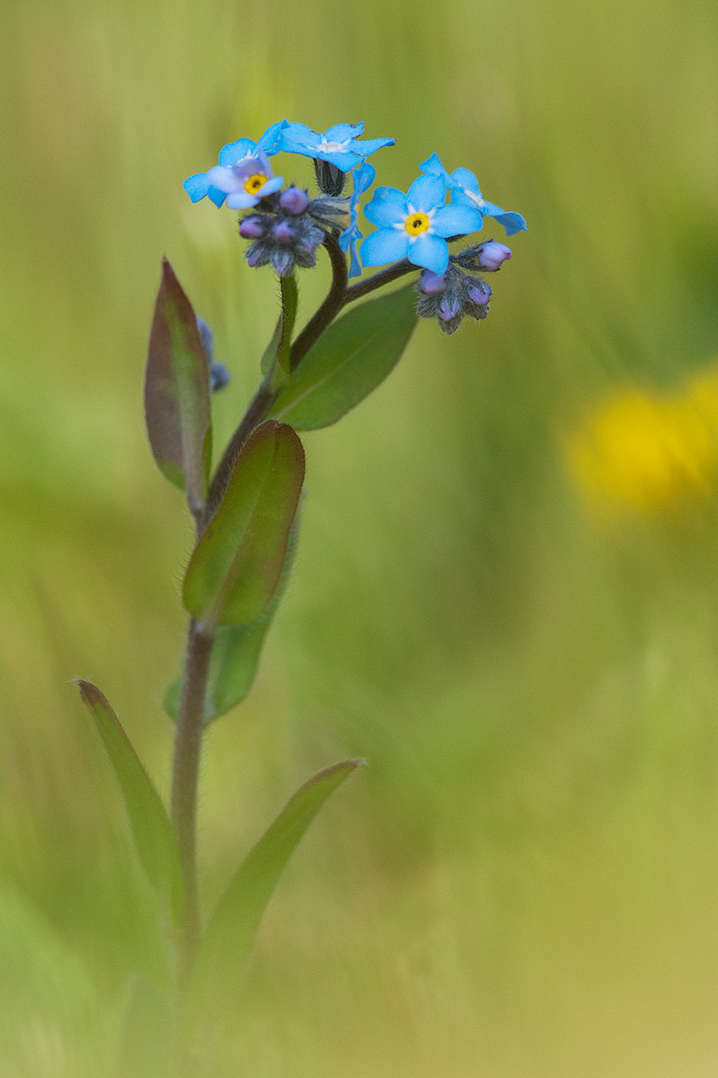 Myosotis