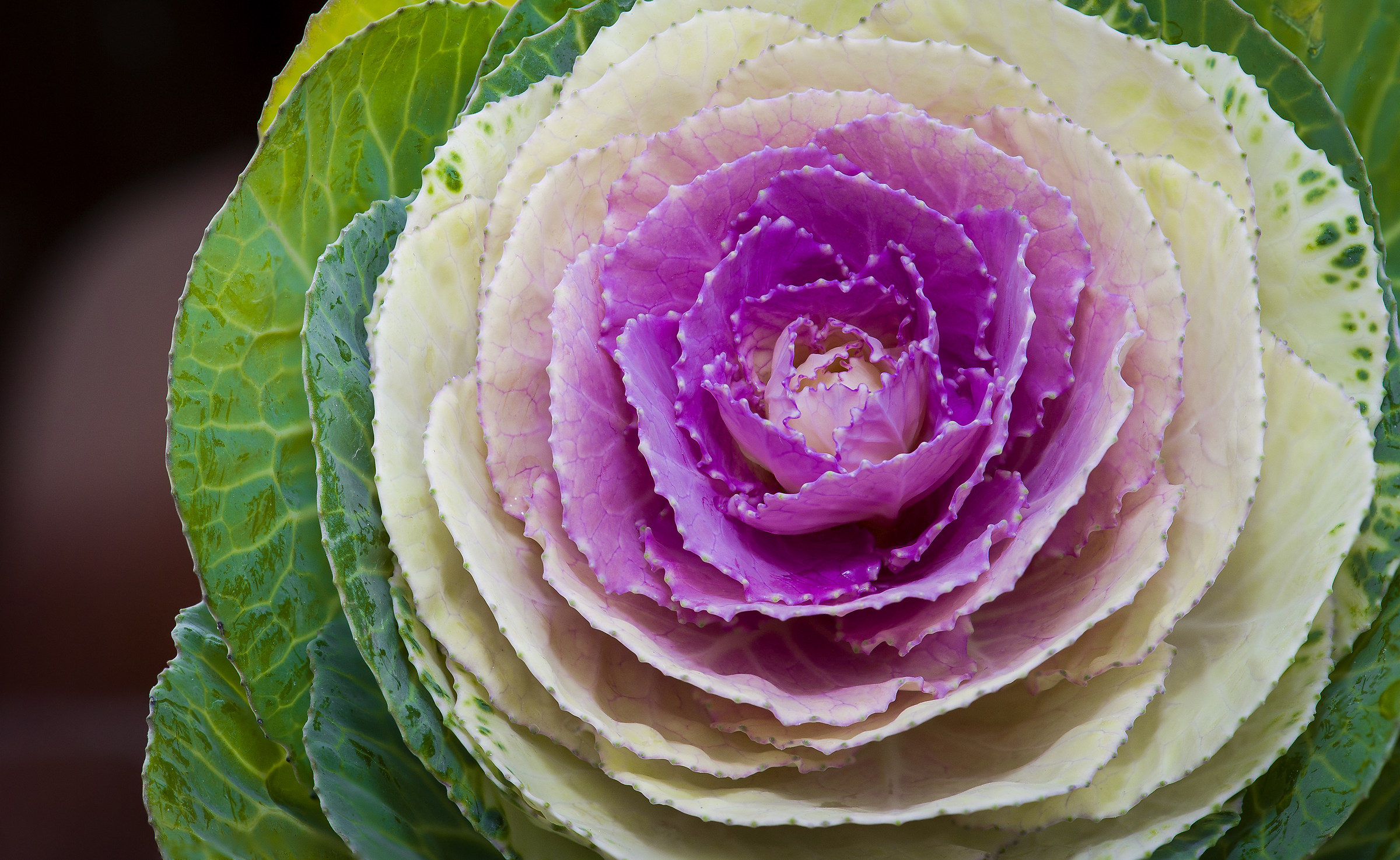 cabbage flower