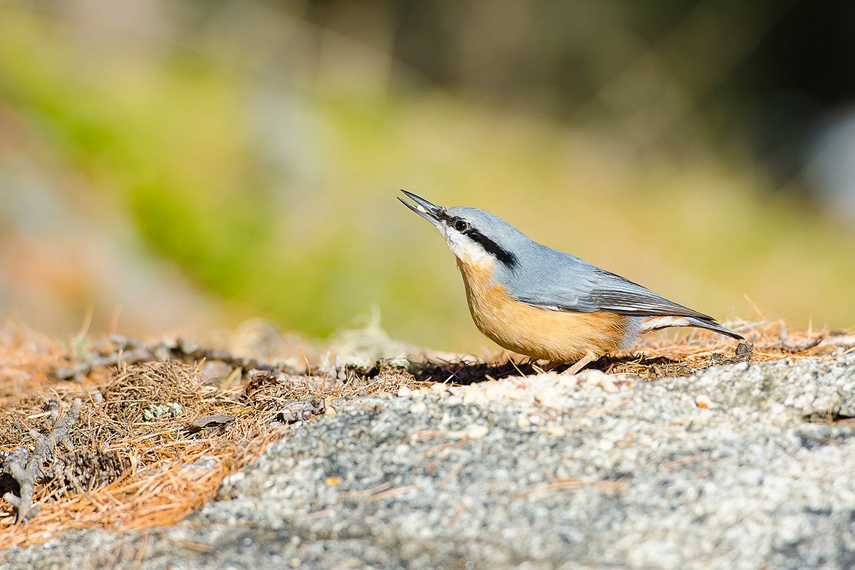 Pontresina, Val Roseg