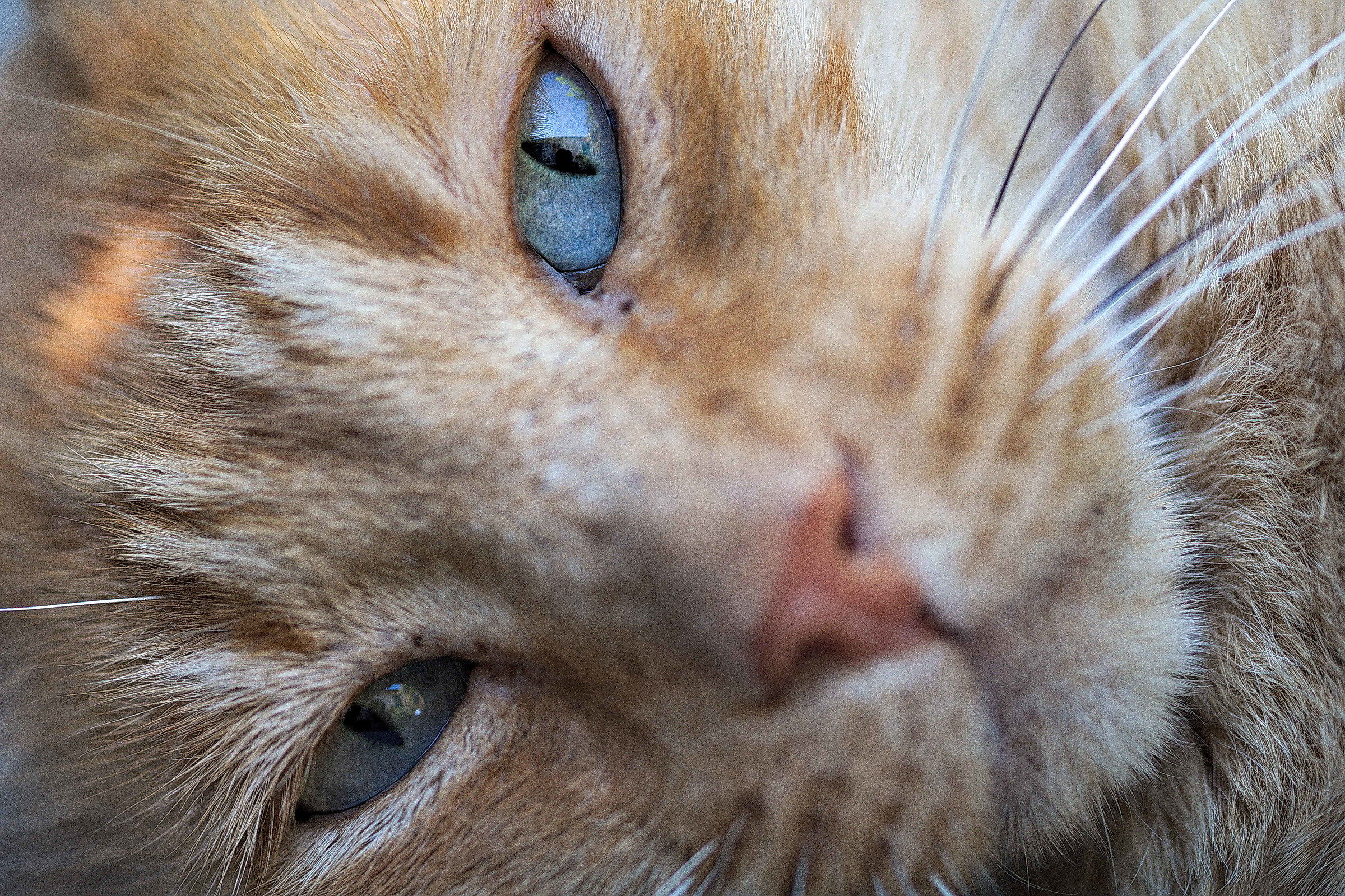 Tiger in our local nap