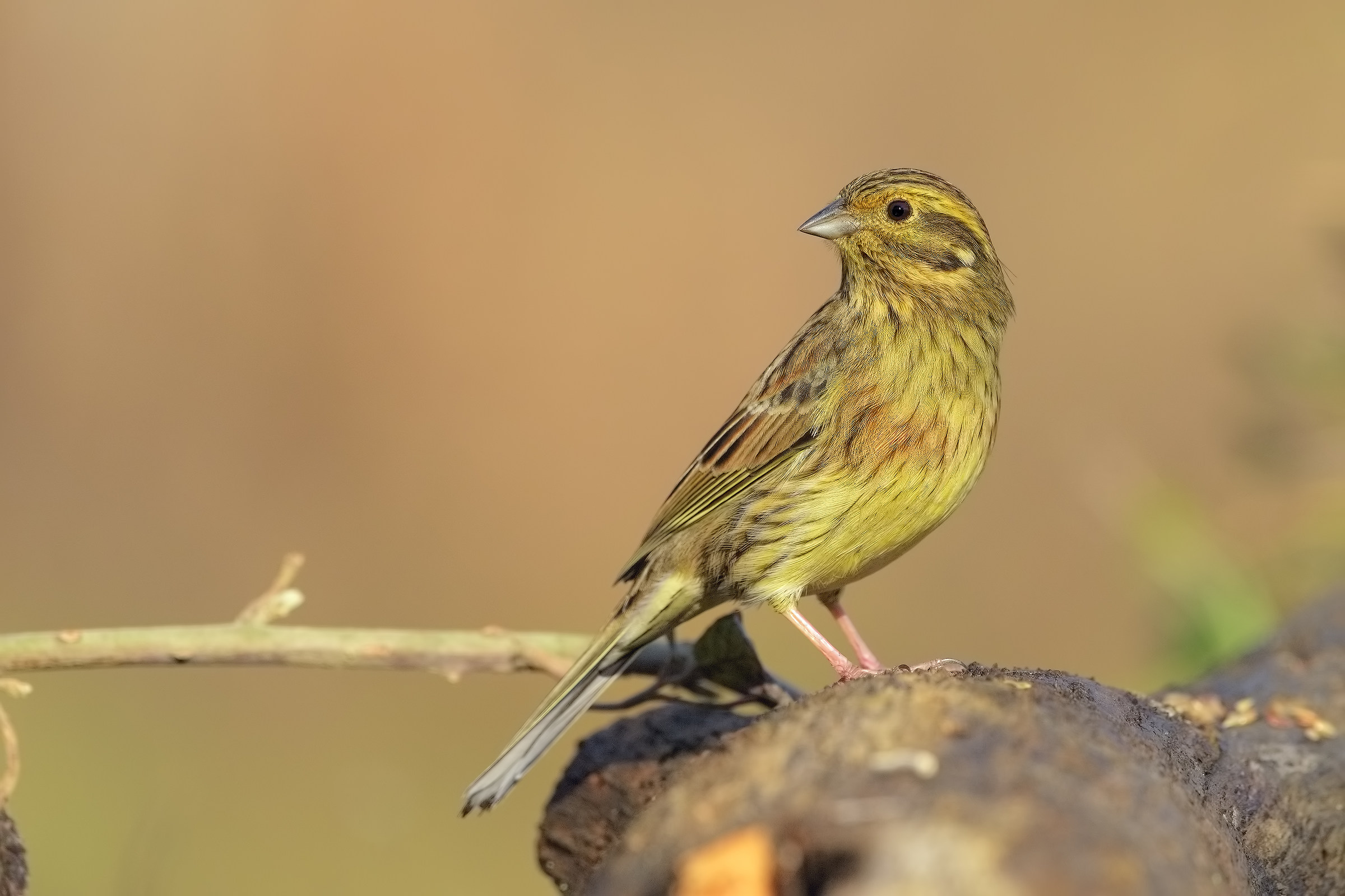 I know too good in yellow