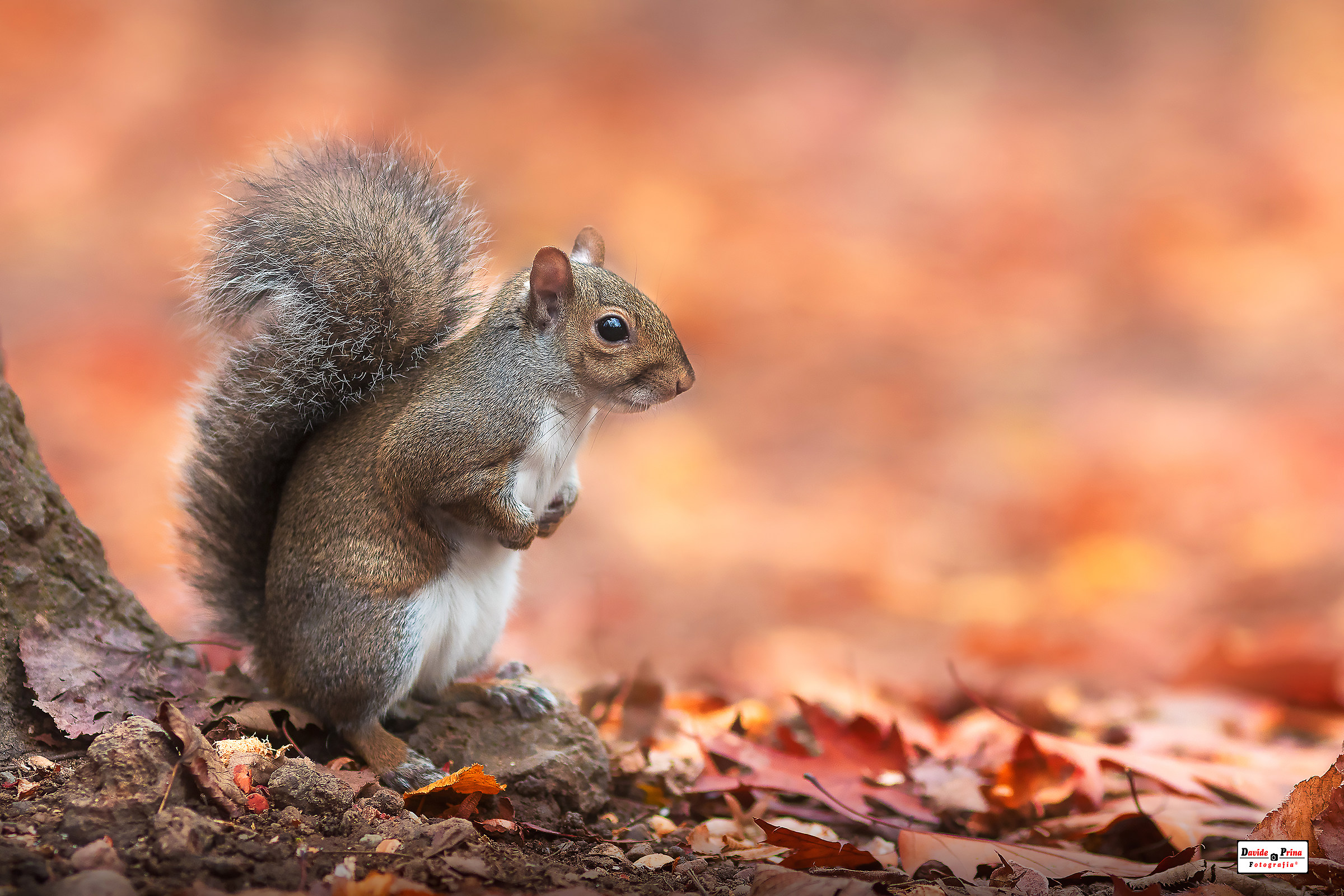 Grey squirrel