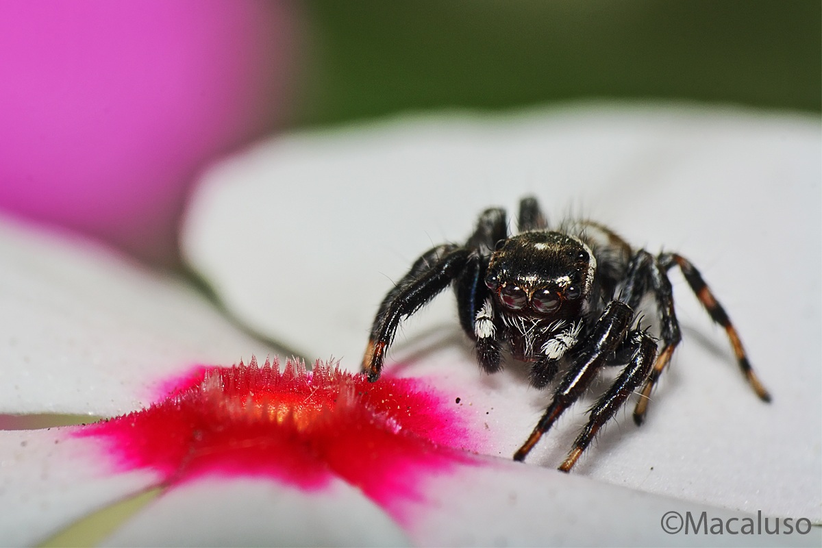 watch the flower (evarcha jucunda male)