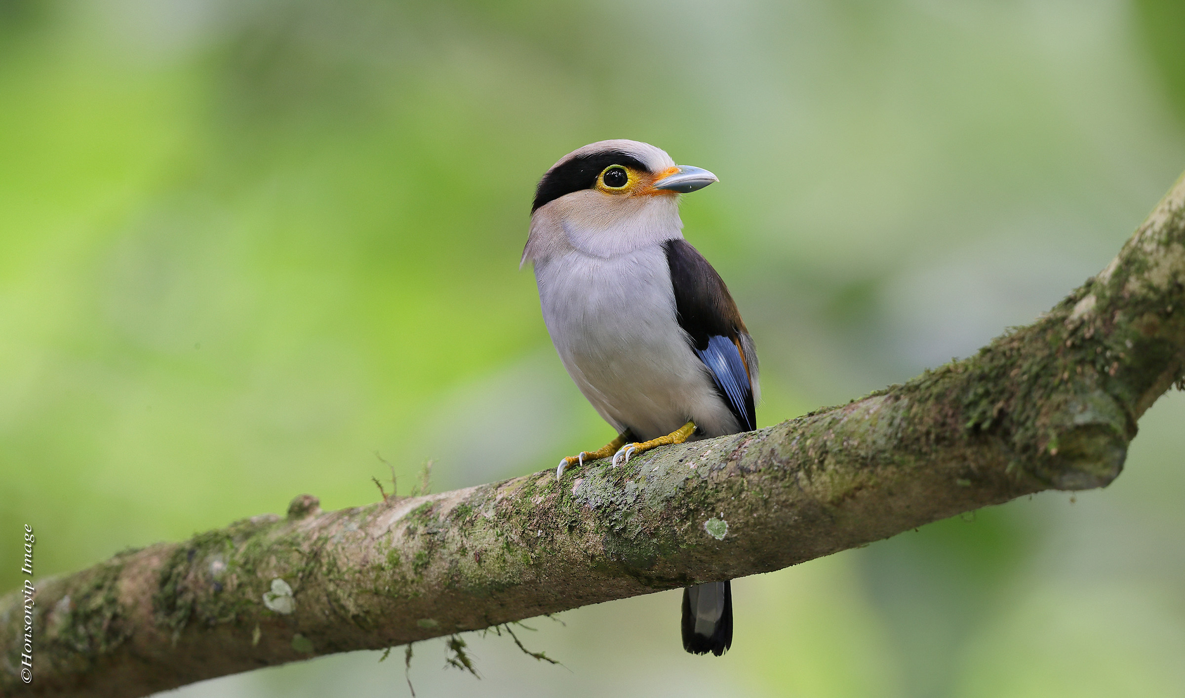 Silver-breasted Broadbill
