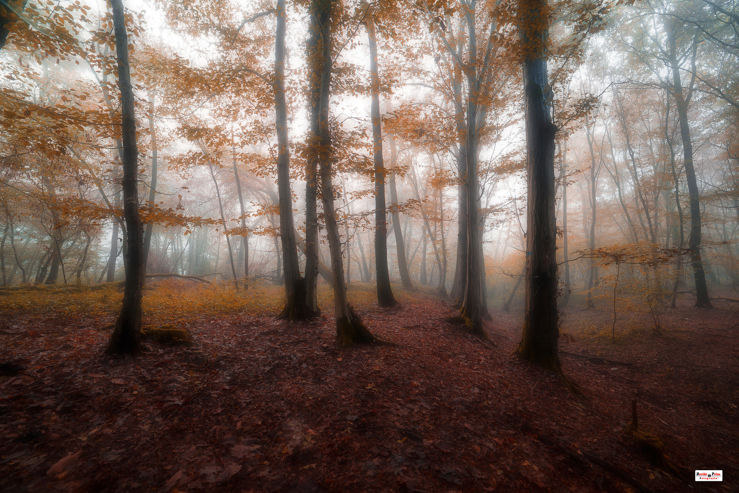 Laggiù... nel bosco