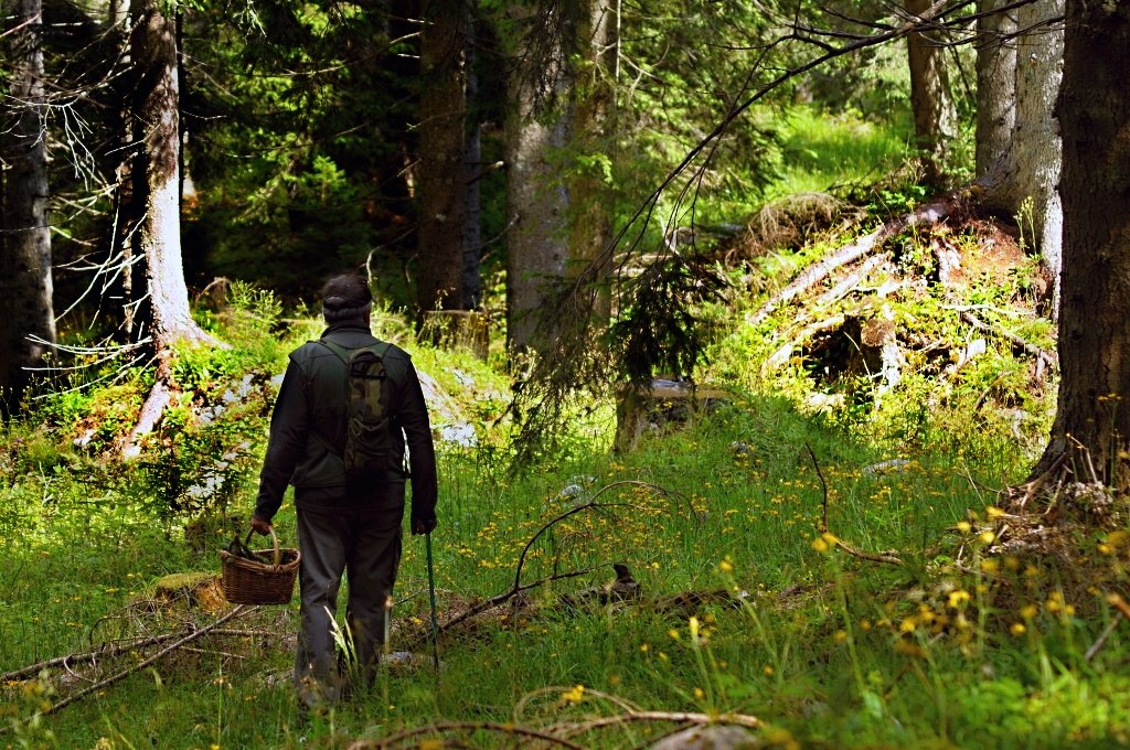 looking for mushrooms