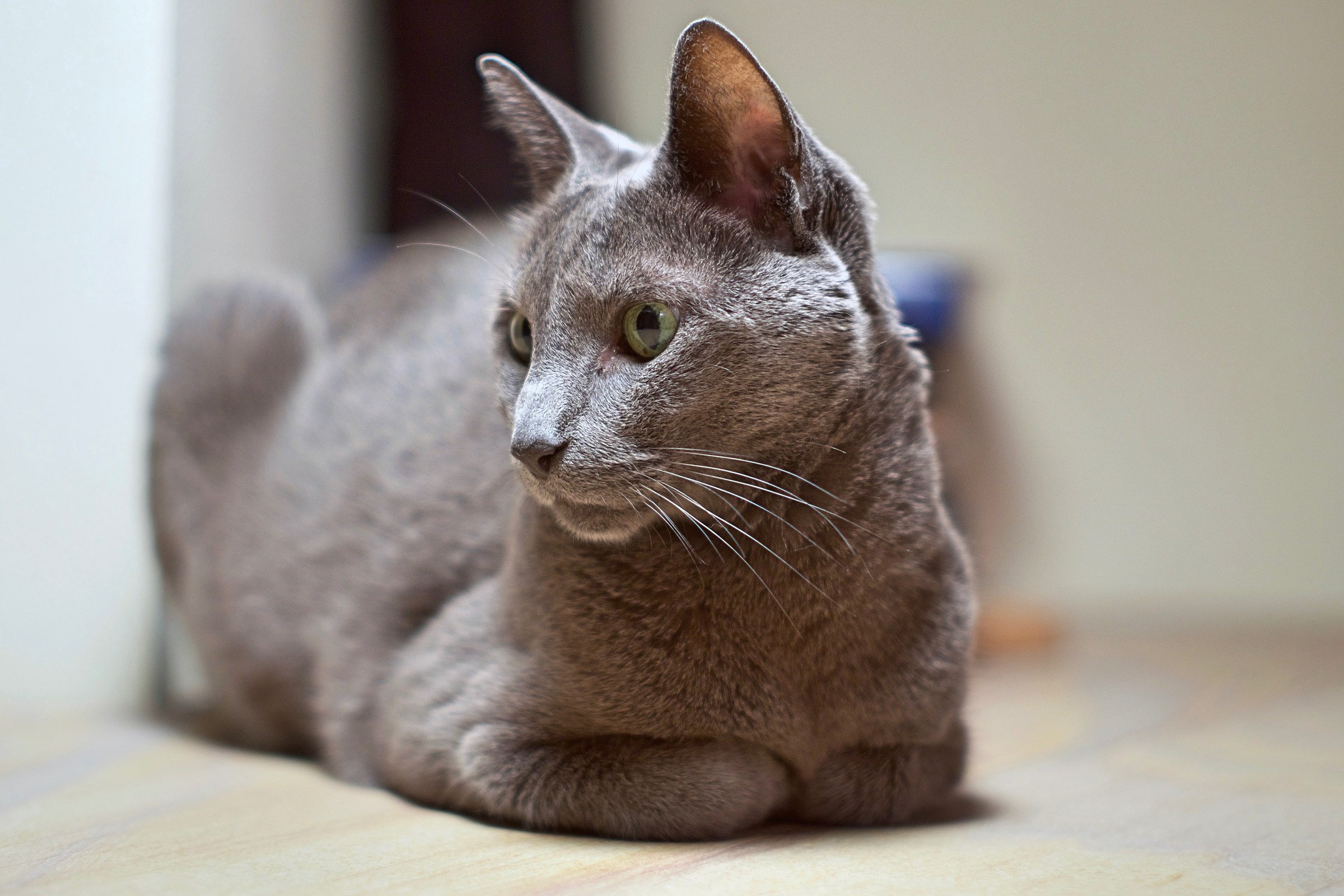 Russian Blue