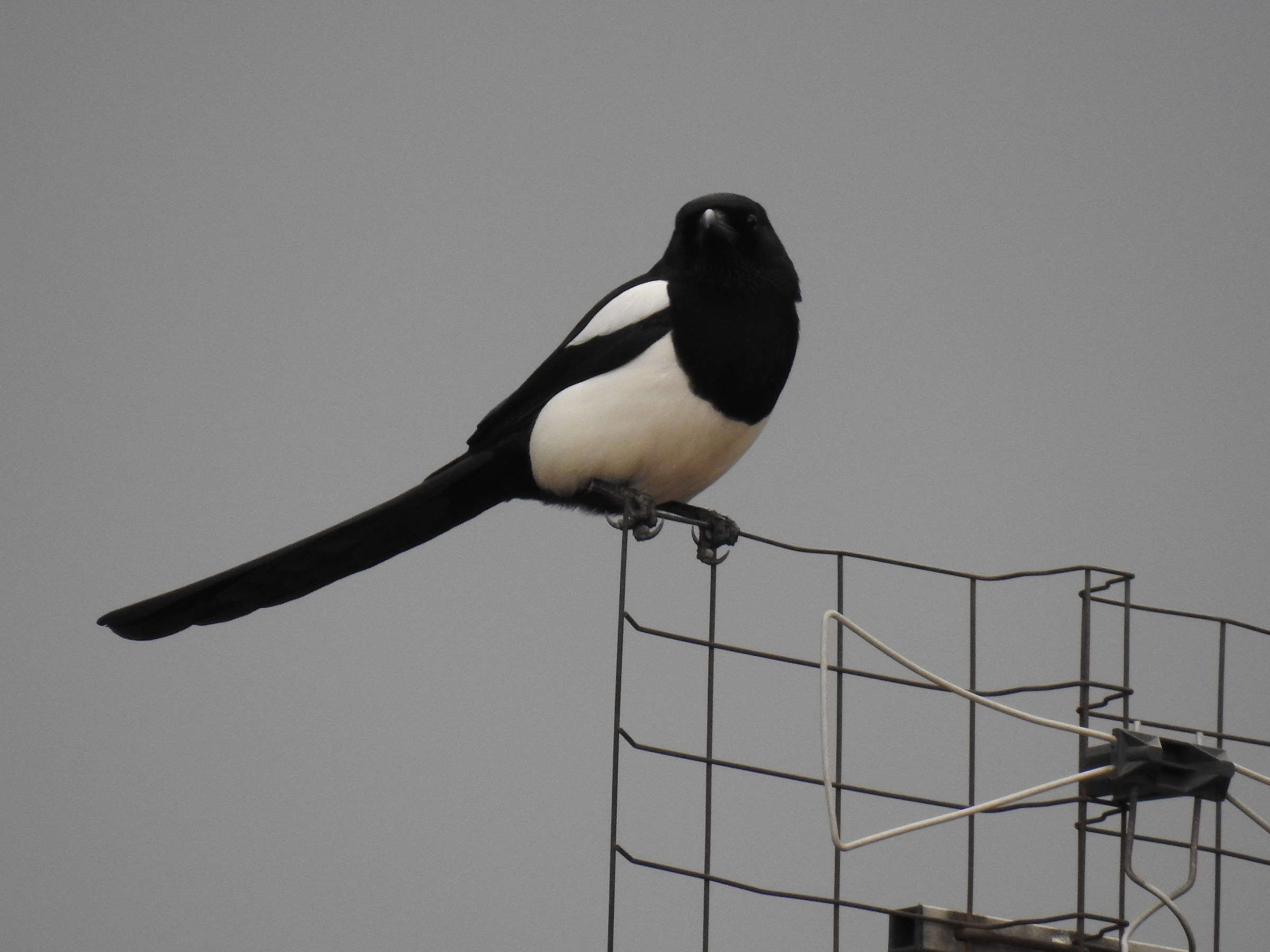 Magpie