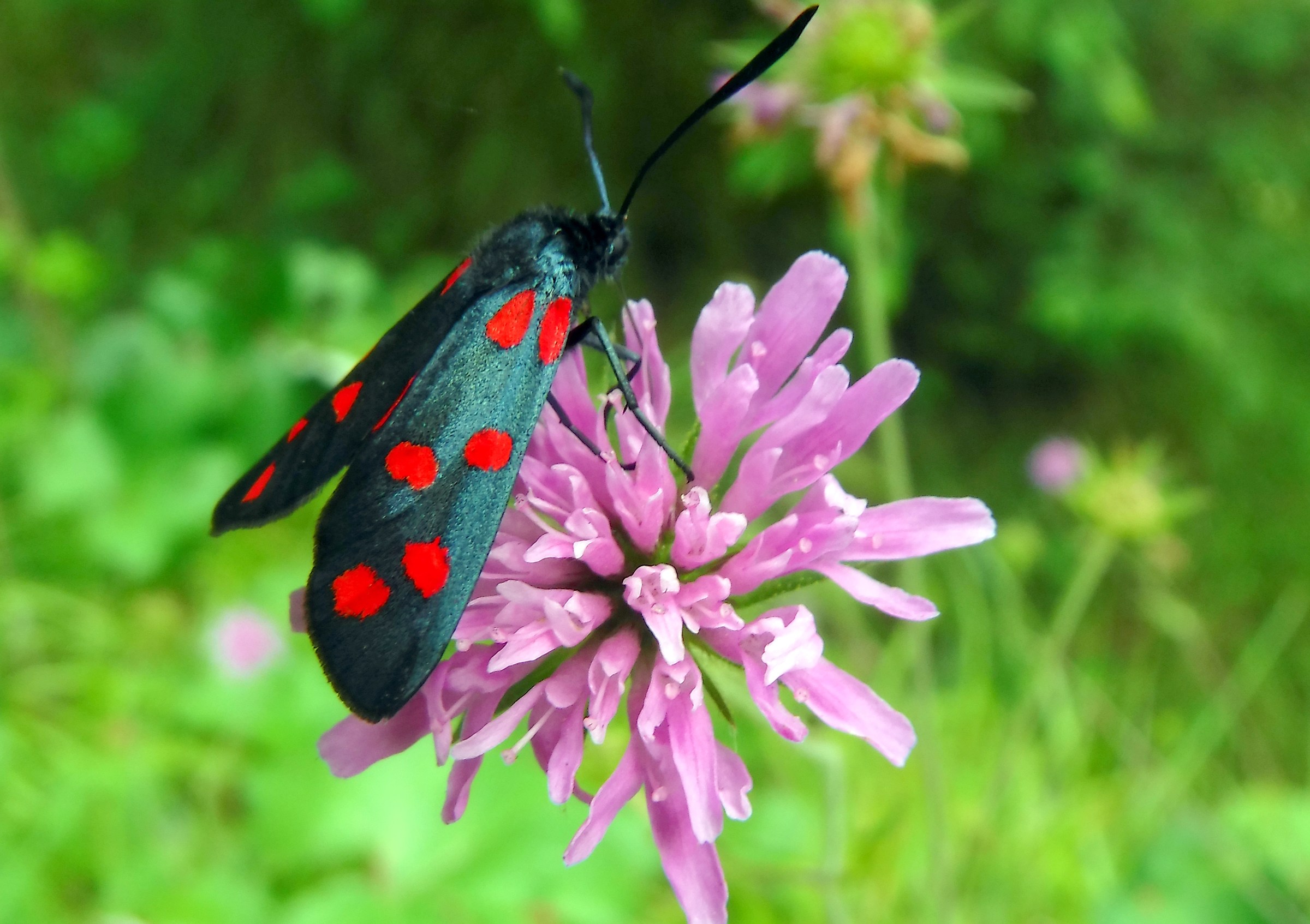 butterfly polka dots