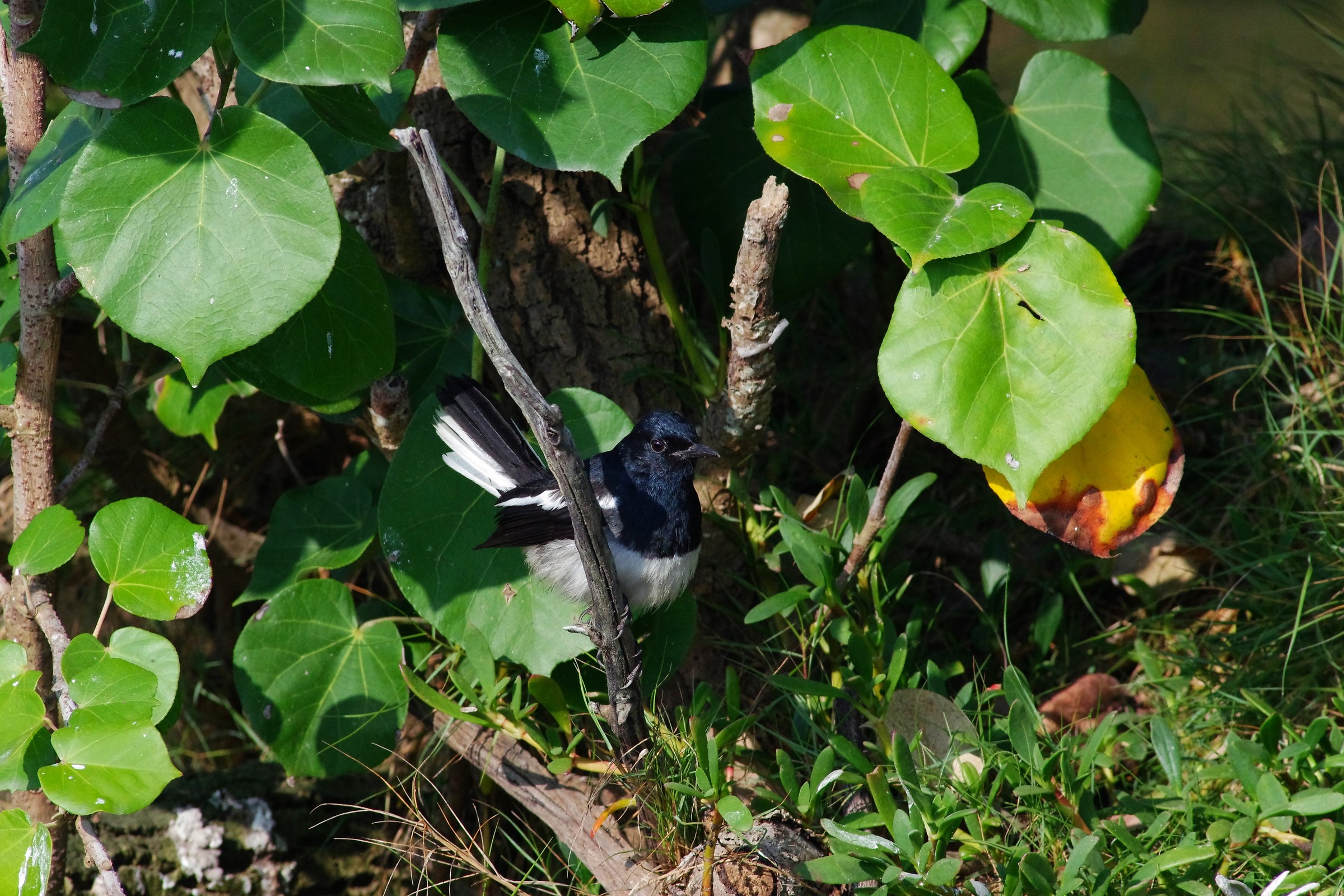 Oriental Magpie-Robin