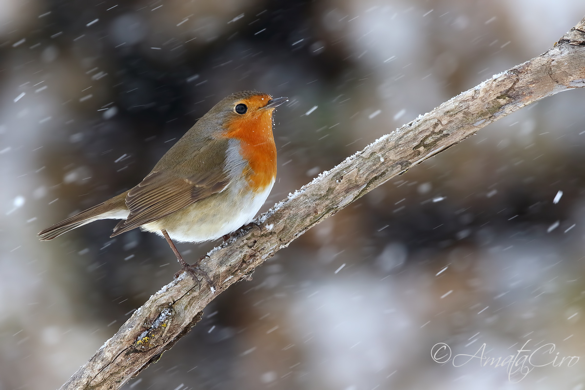 Cuori nella tempesta