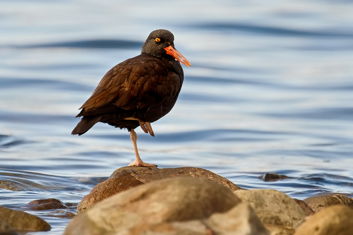 Oystercatcher South America