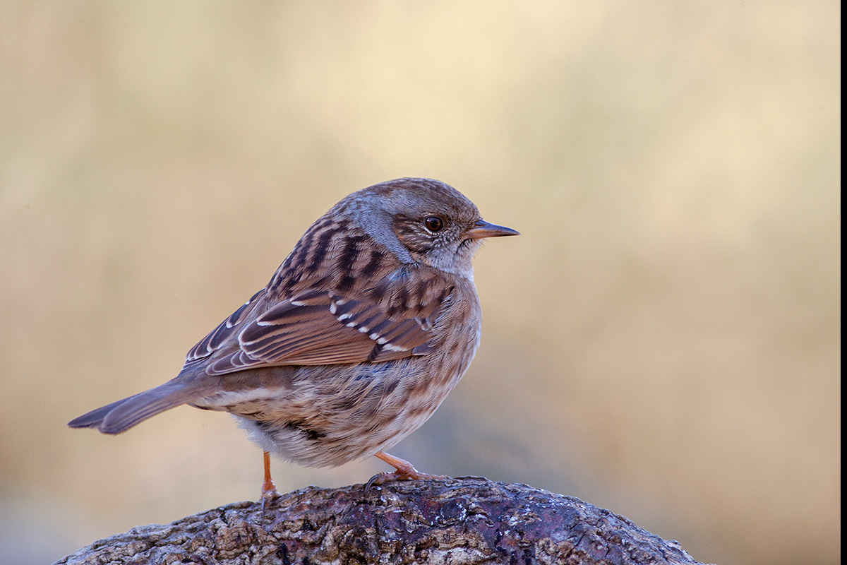 Dunnock