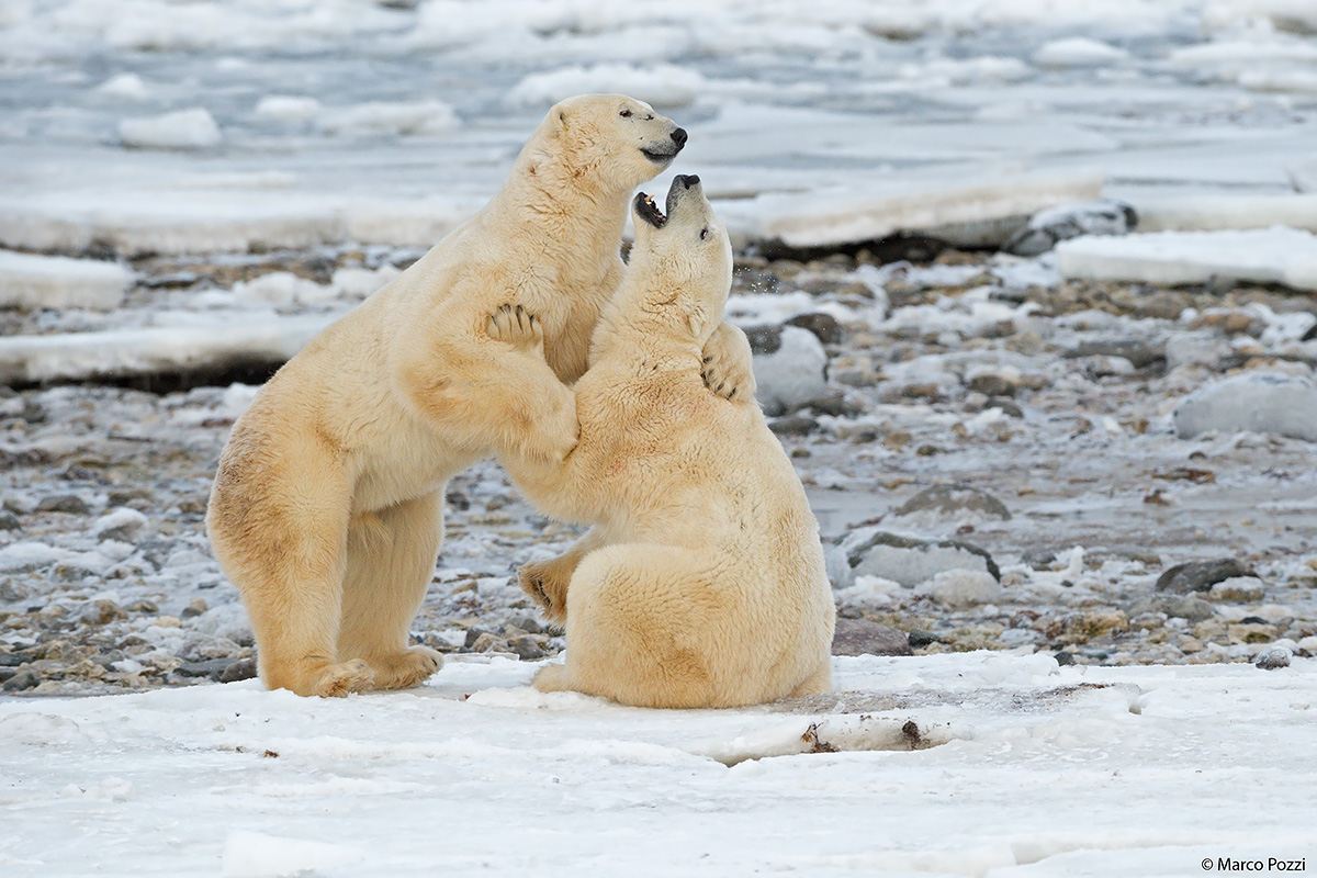 Tenerezze tra titani