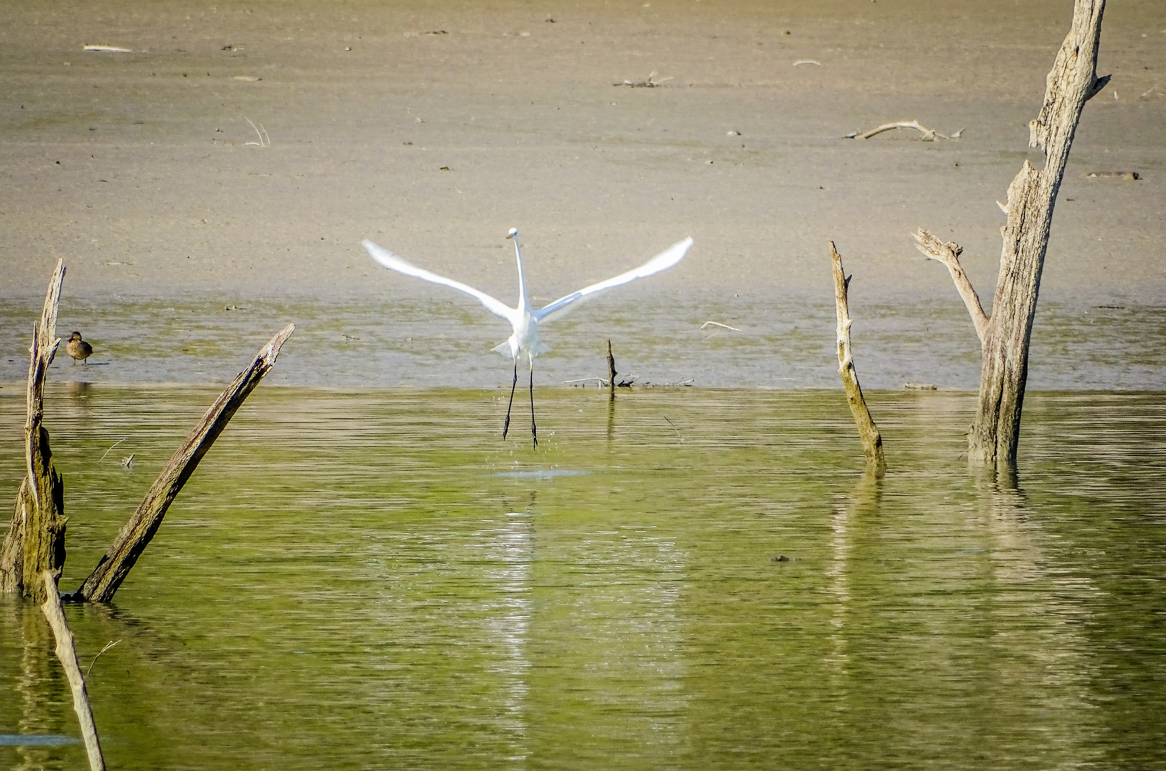 Ballando sull'acqua...